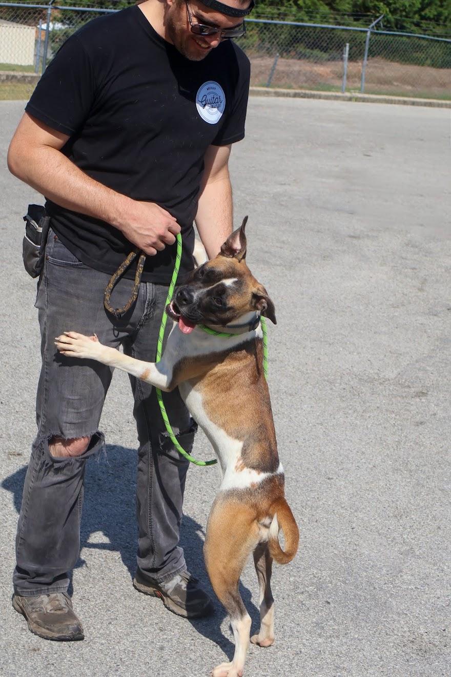 Enlarge Quinn, a Adoptable Boxer in Hollister, MO image 6/6