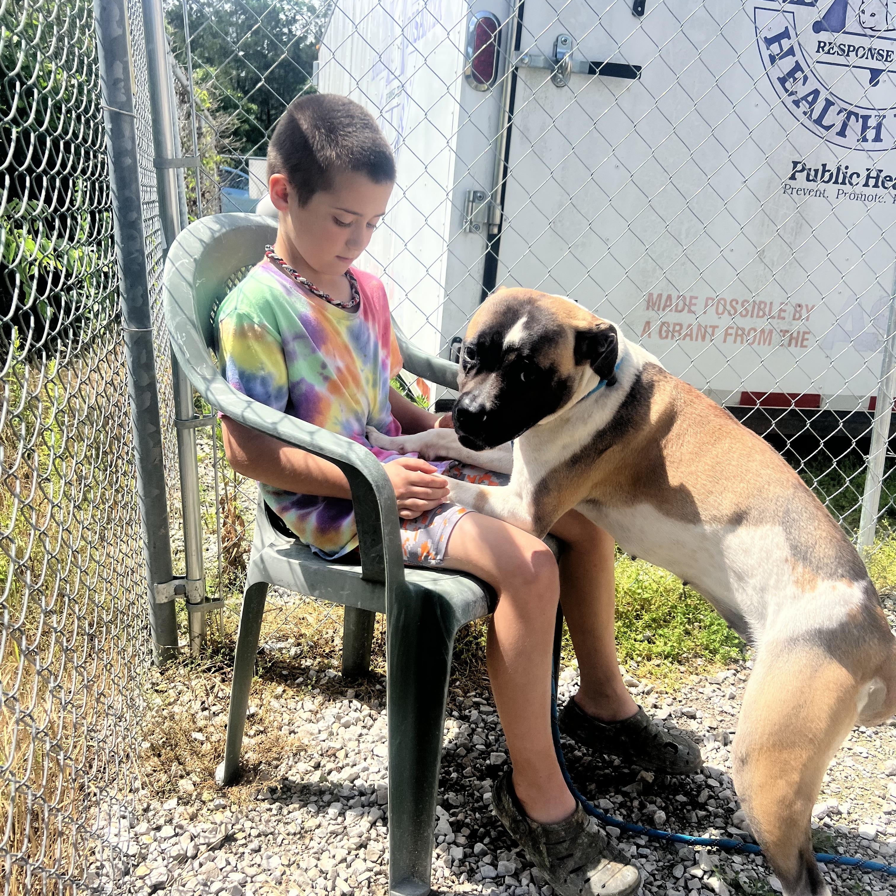 Enlarge Quinn, a Adoptable Boxer in Hollister, MO image 4/6
