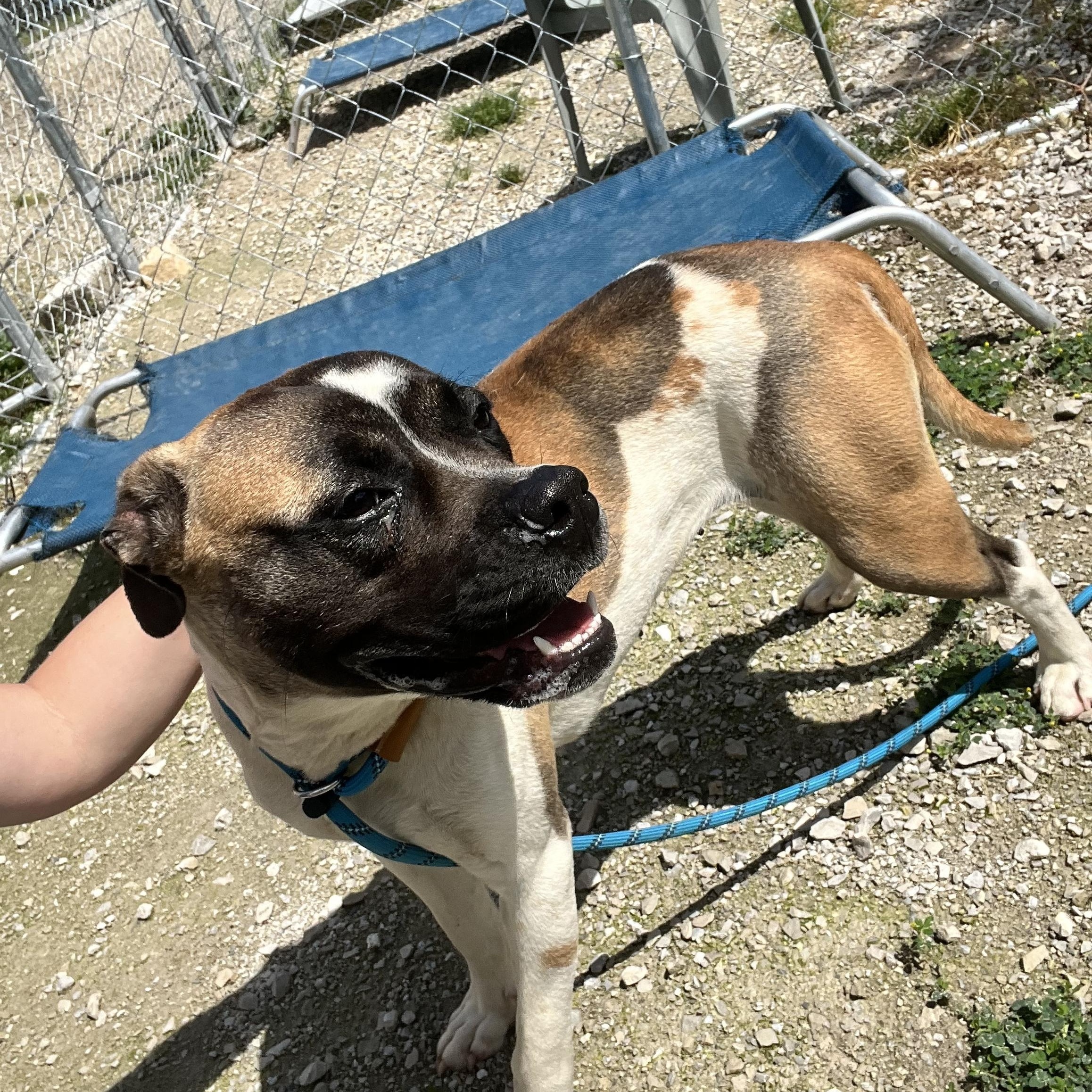 Enlarge Quinn, a Adoptable Boxer in Hollister, MO image 3/6