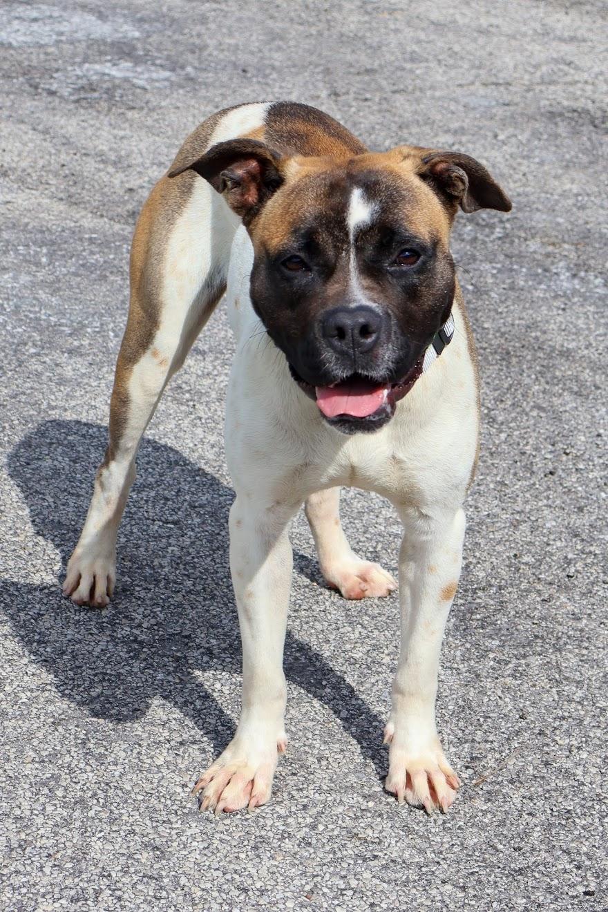 Enlarge Quinn, a Adoptable Boxer in Hollister, MO image 5/6