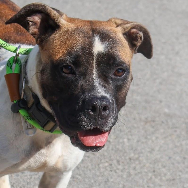 Quinn, Adoptable, Young Female Boxer.