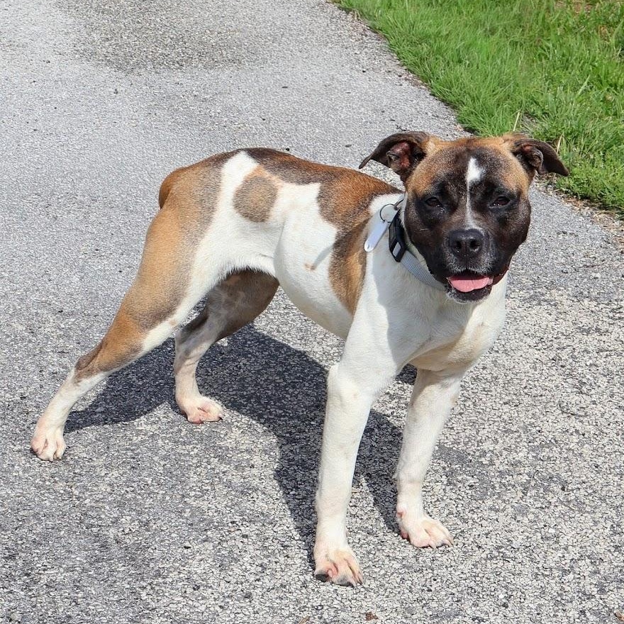 Enlarge Quinn, a Adoptable Boxer in Hollister, MO image 2/6