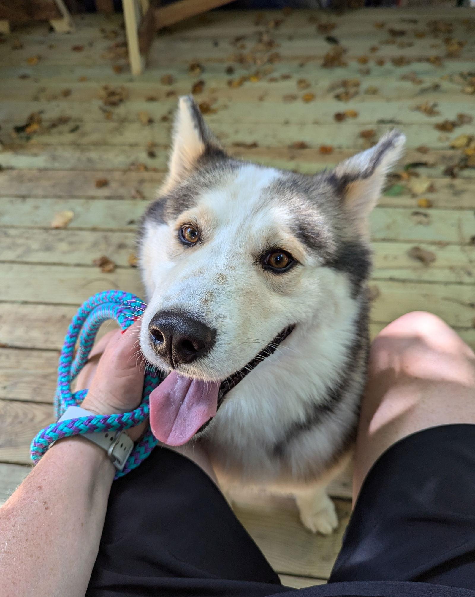Enlarge Luka, a Adoptable Siberian Husky in Holly Springs, NC image 1/3