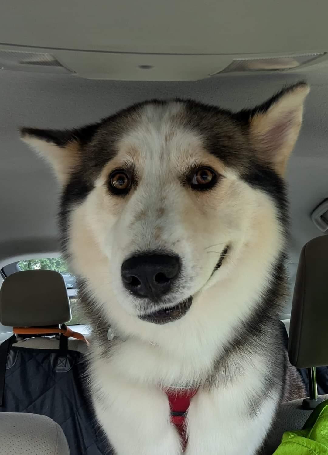 Enlarge Luka, a Adoptable Siberian Husky in Holly Springs, NC image 2/3