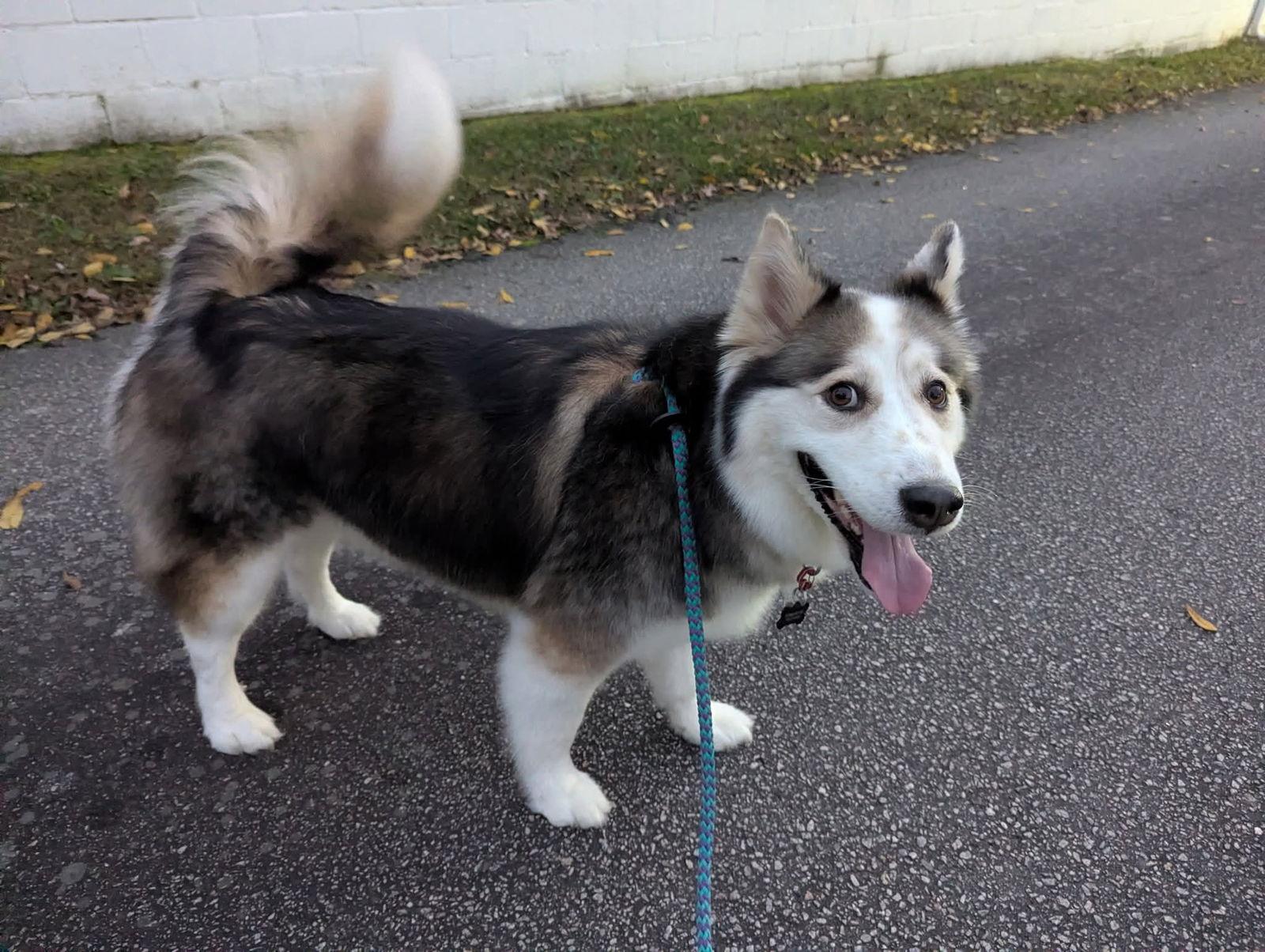 Enlarge Luka, a Adoptable Siberian Husky in Holly Springs, NC image 3/3
