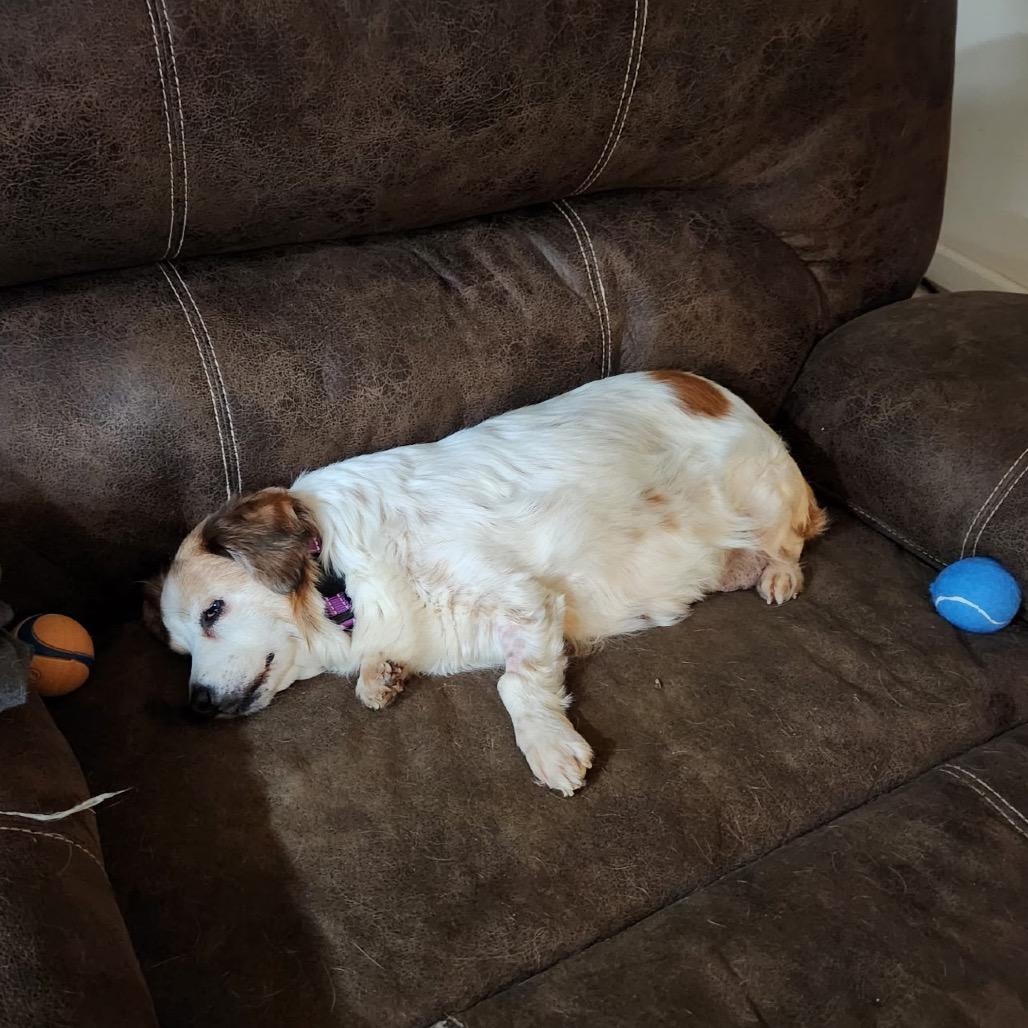 Enlarge GYPSY, an adopted mixed breed in Graham, WA image 5/5