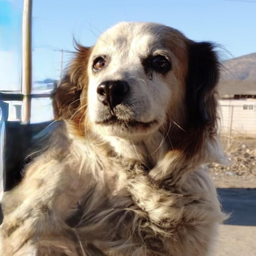 Enlarge GYPSY, an adopted mixed breed in Graham, WA image 3/5