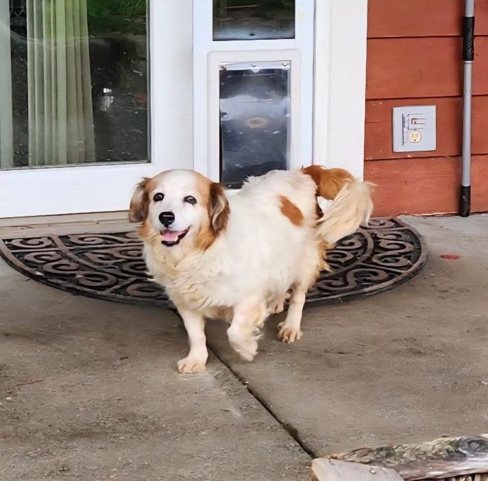 GYPSY, adopted, Adult Female Spaniel.