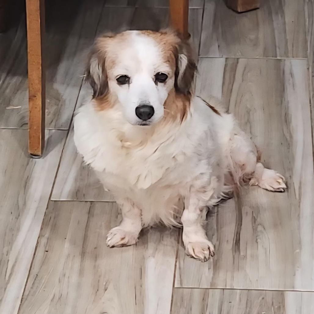 Enlarge GYPSY, an adopted mixed breed in Graham, WA image 2/5