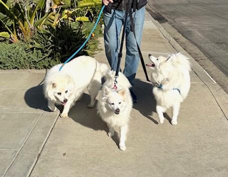 Sophie — thumbnail 2