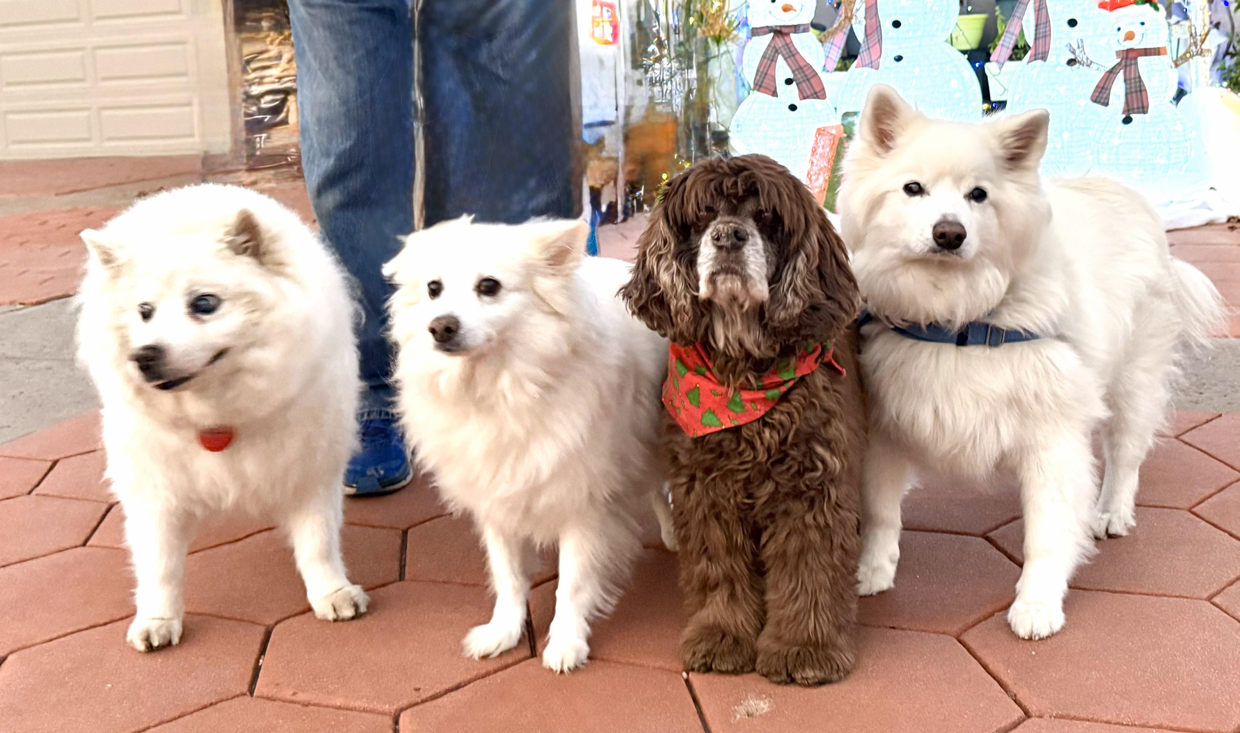 Sophie — thumbnail 4