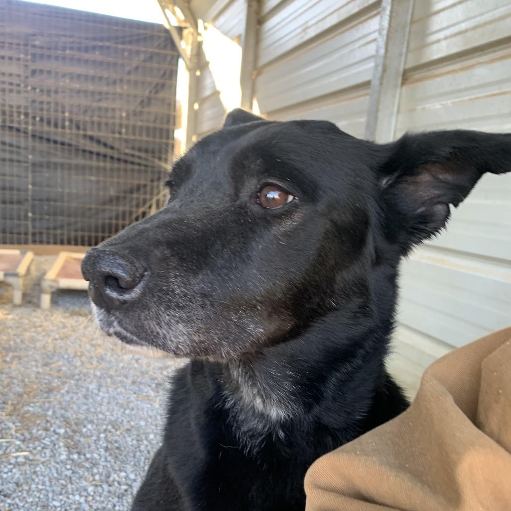 Enlarge Luna Dipper, a Adoptable mixed breed in Washburn, MO image 1/2