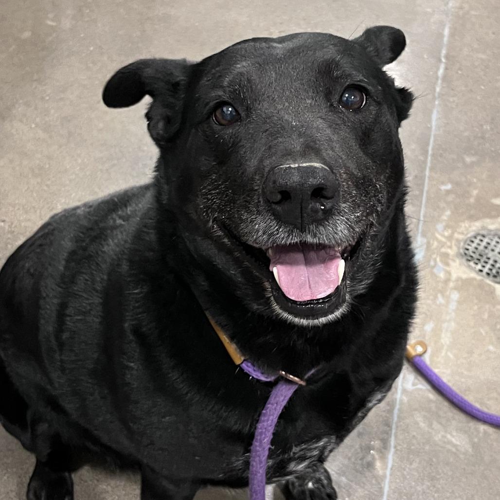 Enlarge Luna Dipper, a Adoptable mixed breed in Washburn, MO image 2/2