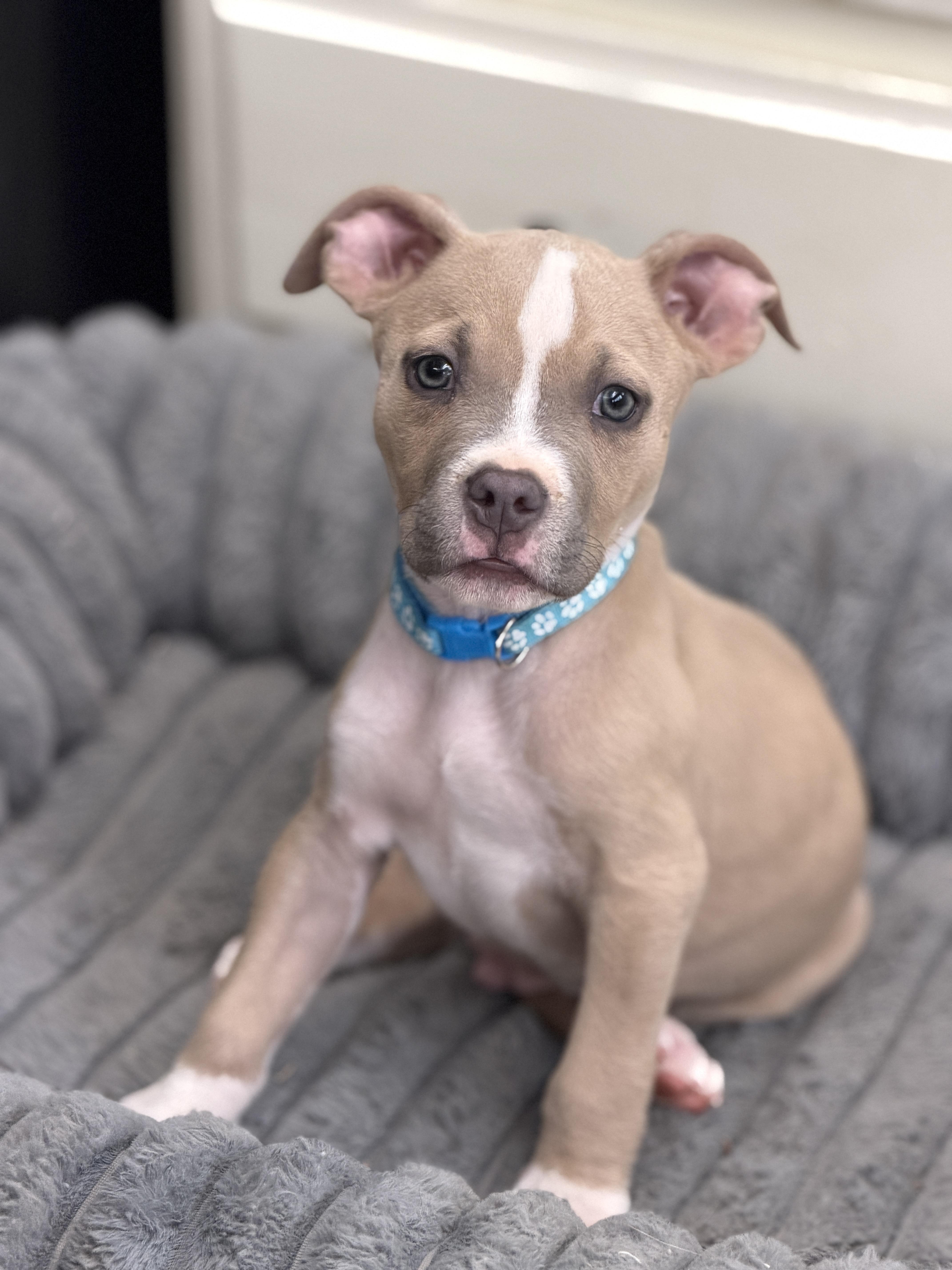 Rambo, ADOPTABLE, Puppy Male American Staffordshire Terrier & Pit Bull Terrier.
