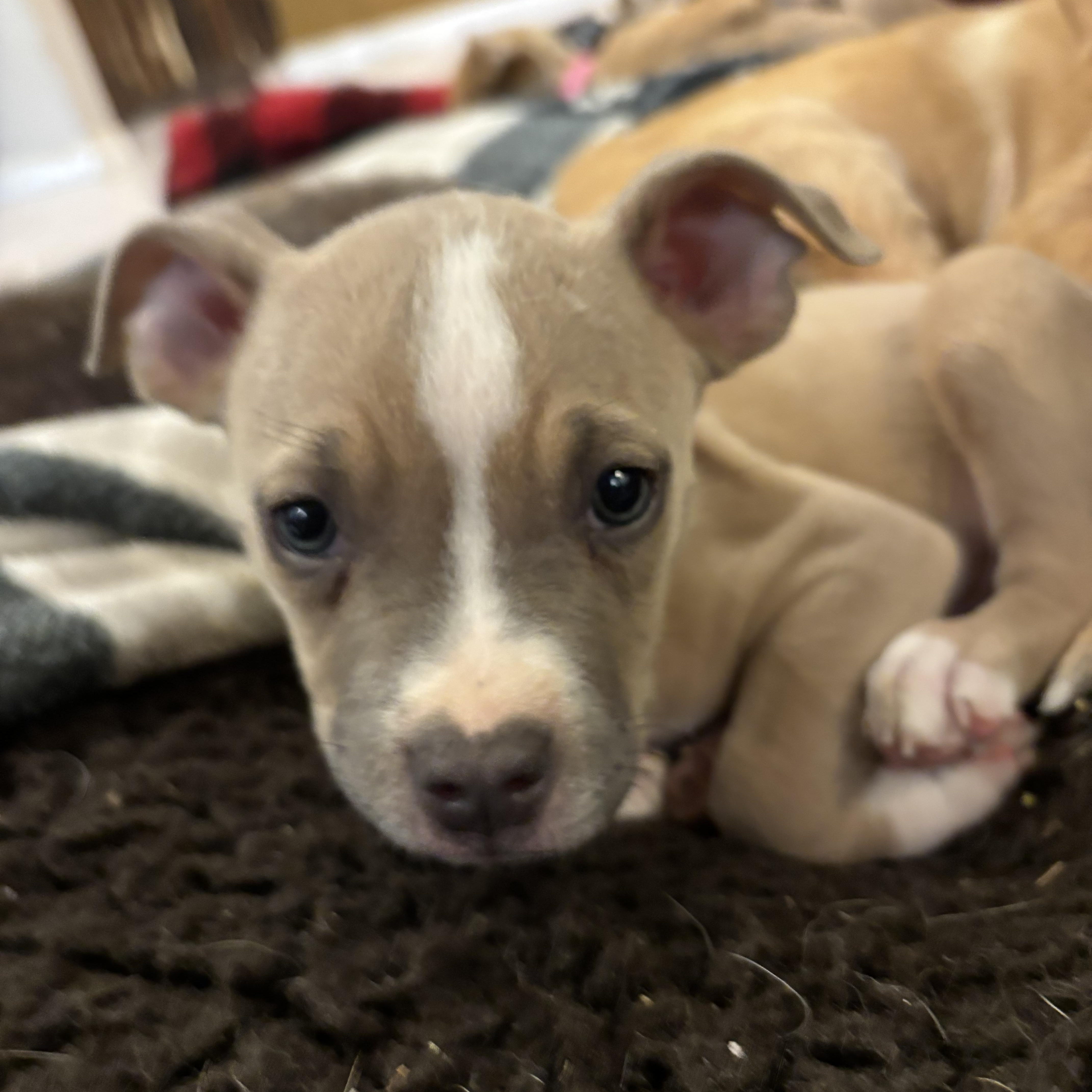 Enlarge Rambo, a ADOPTABLE mixed breed in Gilbert, AZ image 2/5
