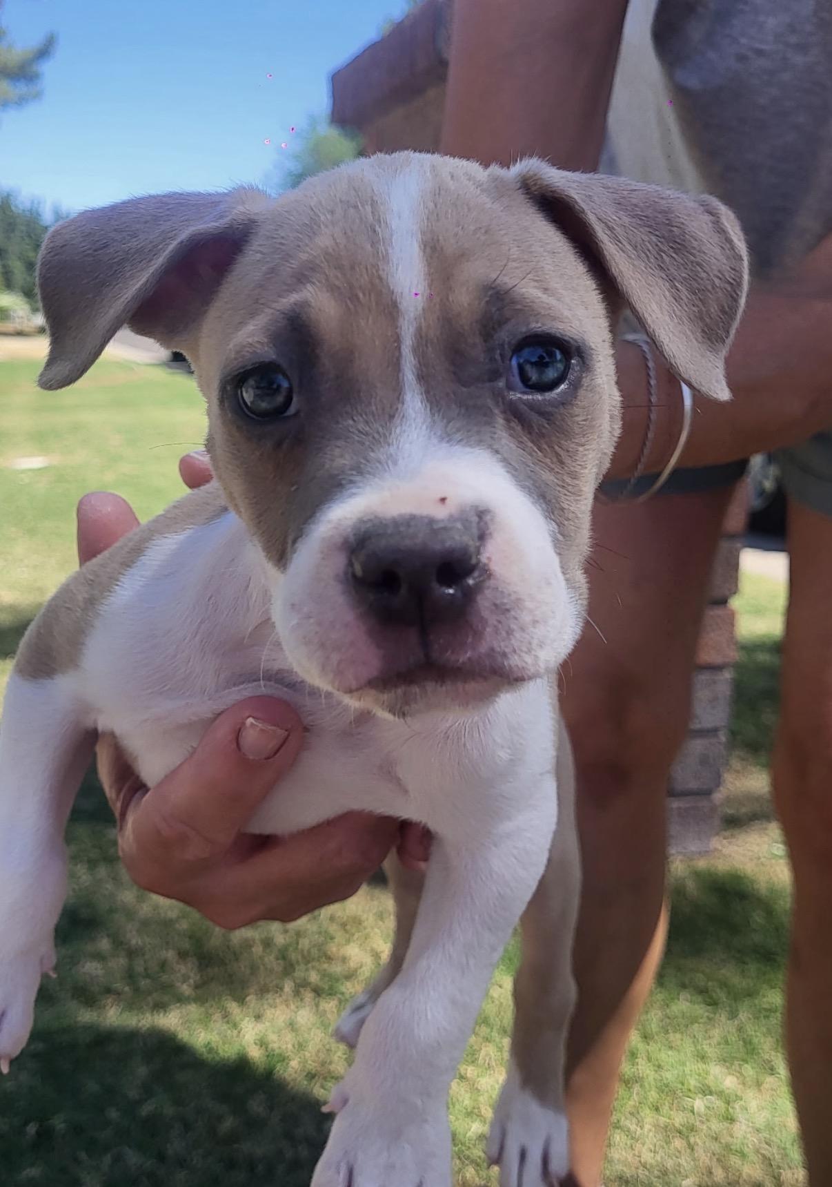 Enlarge Rambo, a ADOPTABLE mixed breed in Gilbert, AZ image 5/5