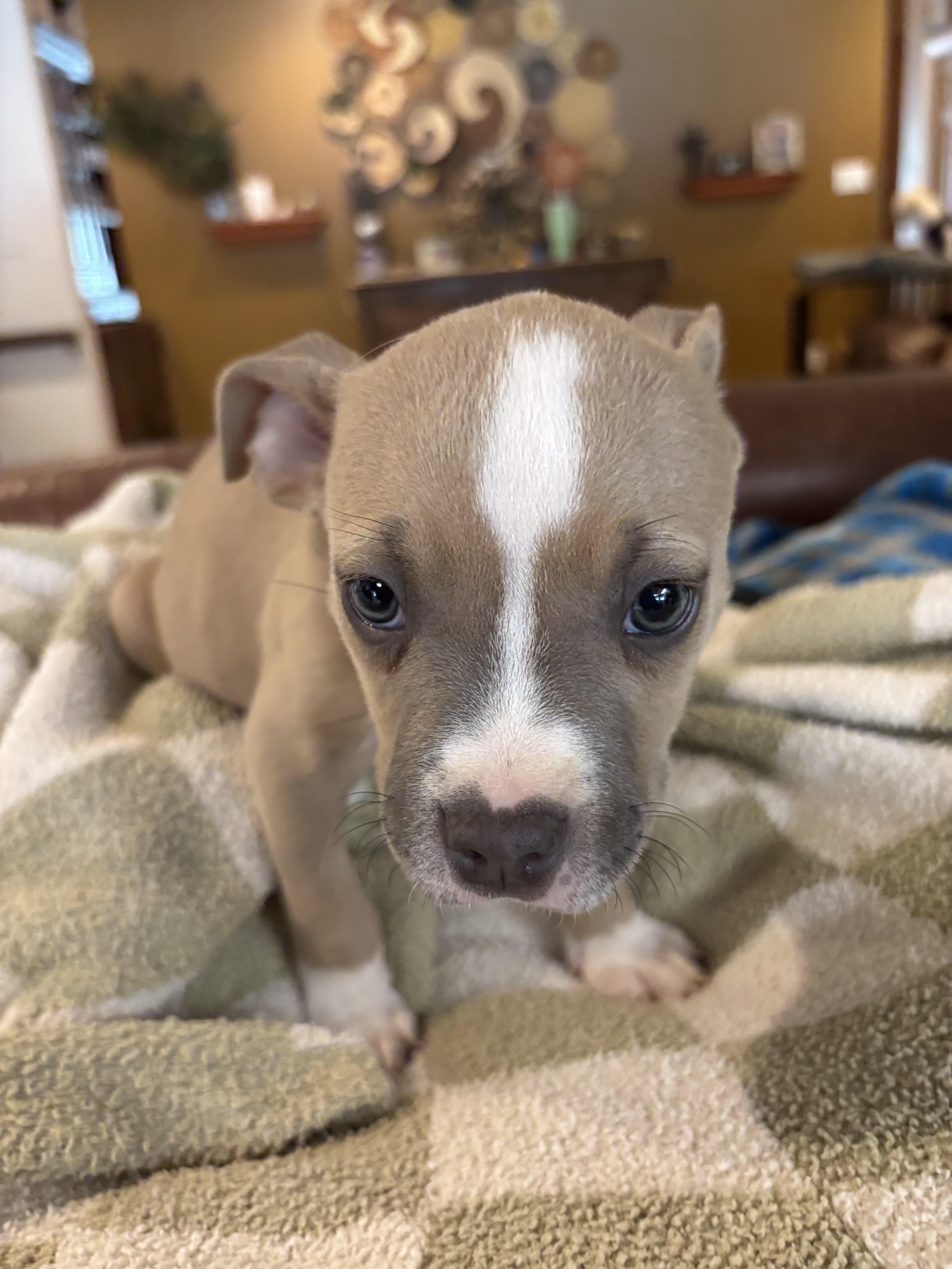 Enlarge Rambo, a ADOPTABLE mixed breed in Gilbert, AZ image 4/5