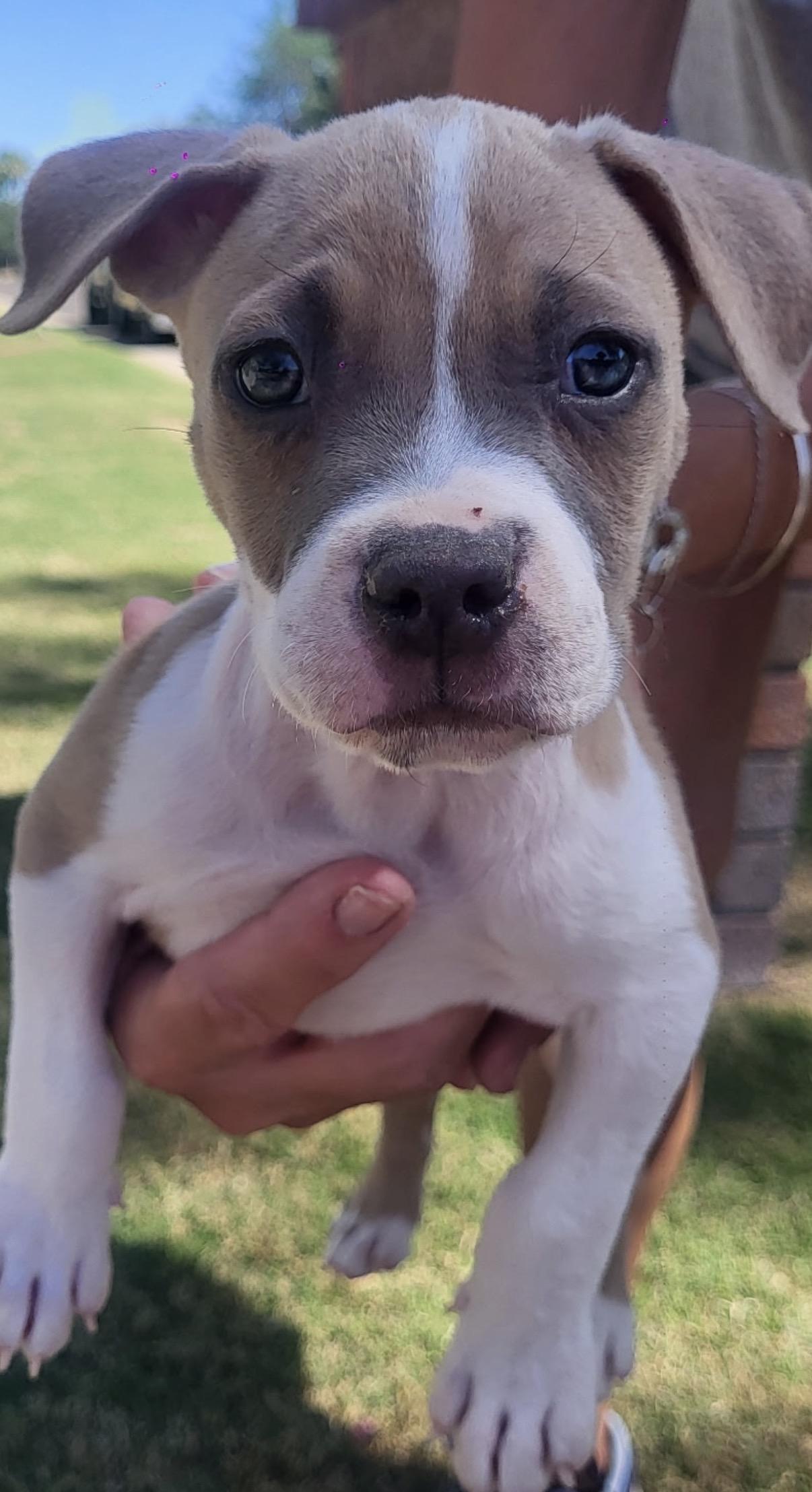 Enlarge Rambo, a ADOPTABLE mixed breed in Gilbert, AZ image 1/5