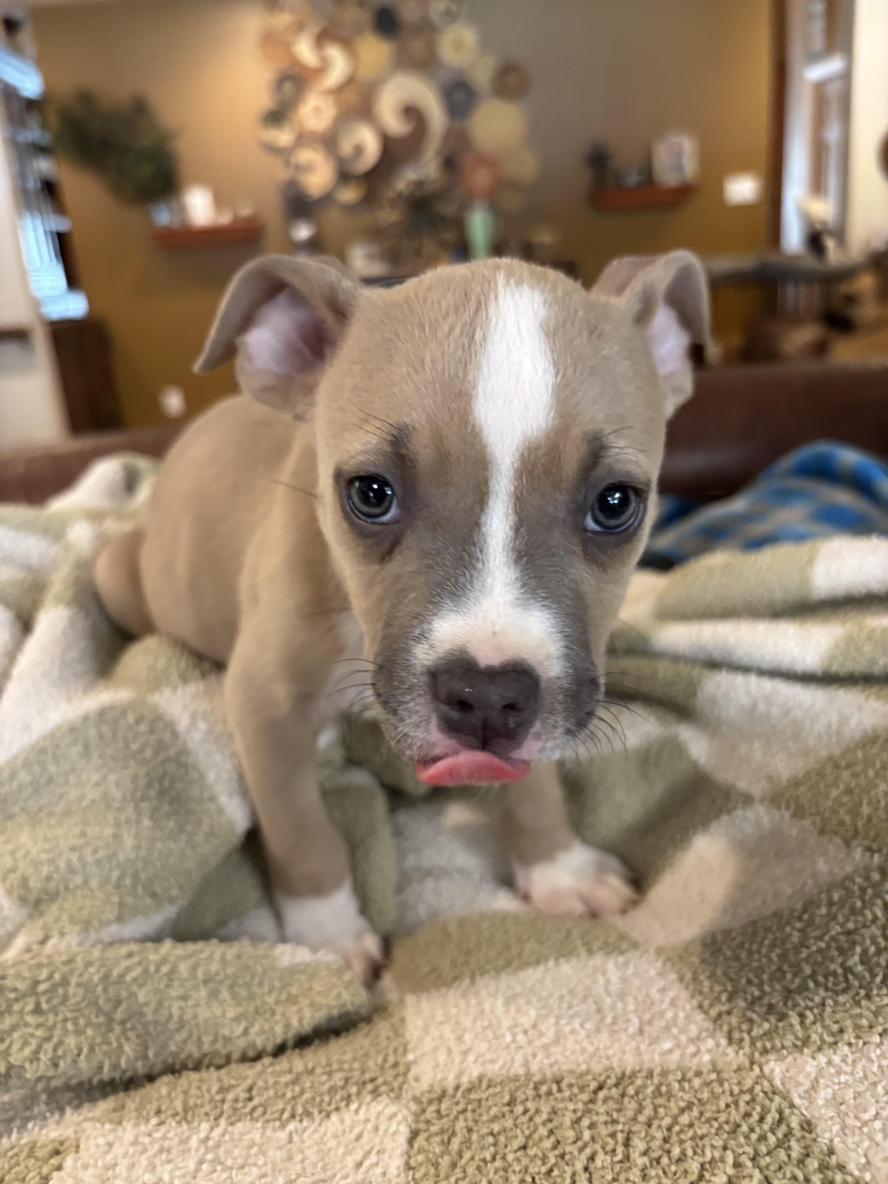 Enlarge Rambo, a ADOPTABLE mixed breed in Gilbert, AZ image 3/5