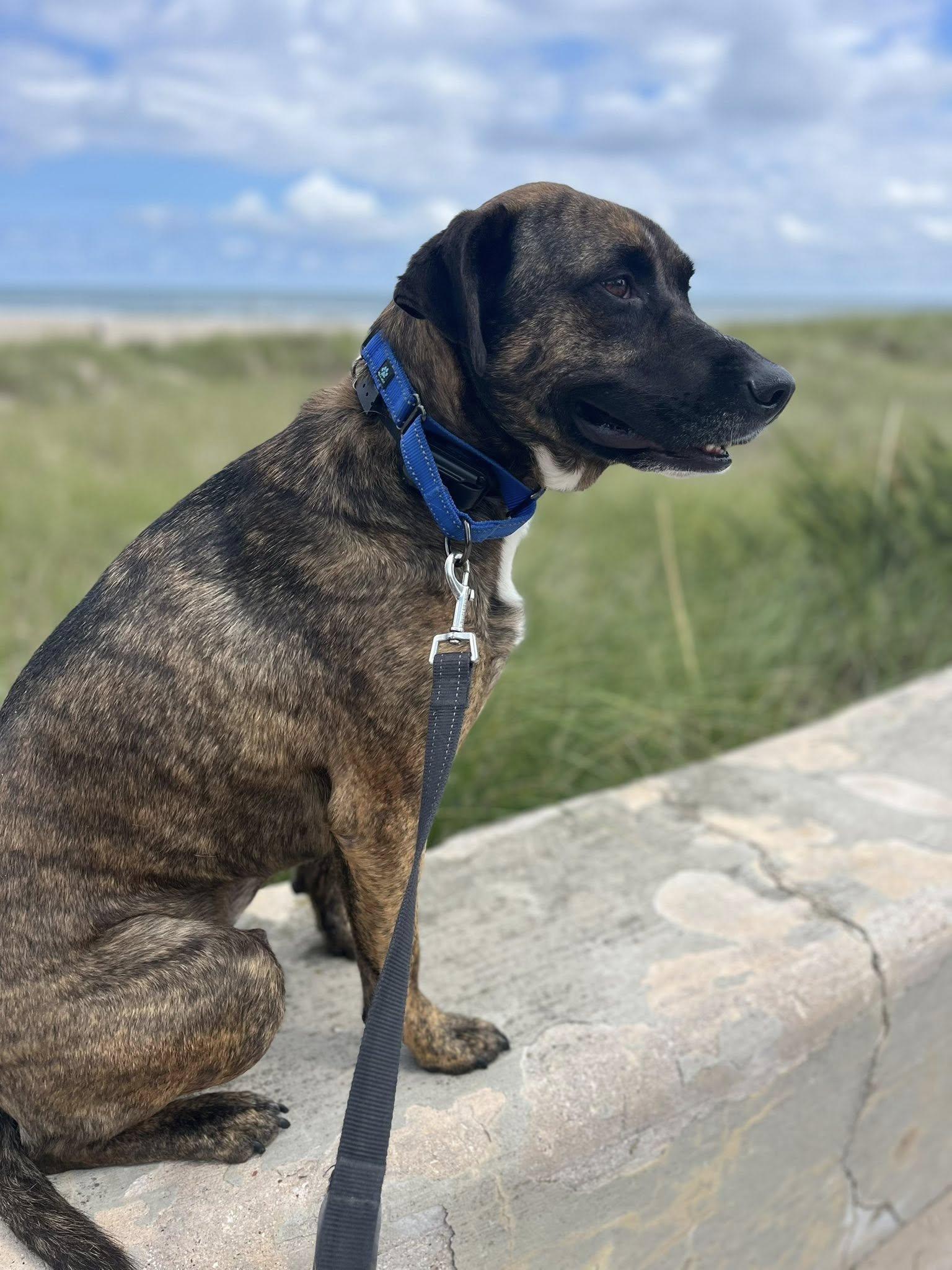 Bama, a Adoptable mixed breed in Sheboygan, WI image 4/6