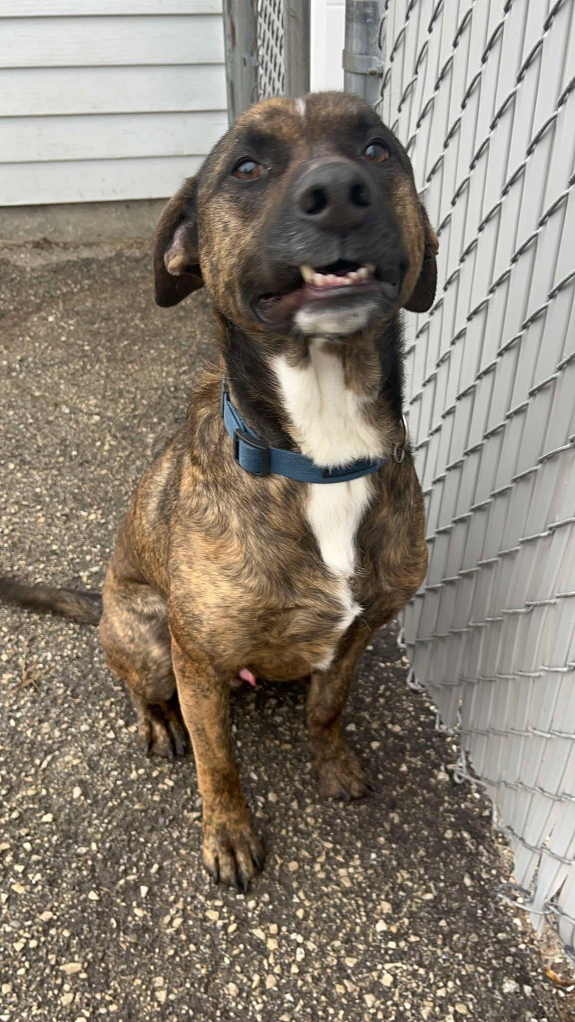 Bama, a Adoptable mixed breed in Sheboygan, WI image 6/6