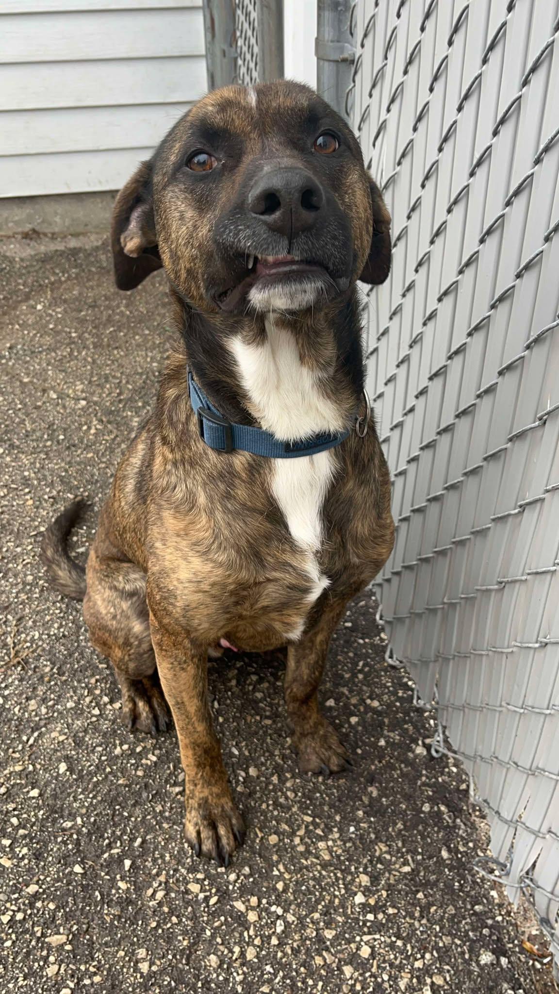 Bama, a Adoptable mixed breed in Sheboygan, WI image 1/6