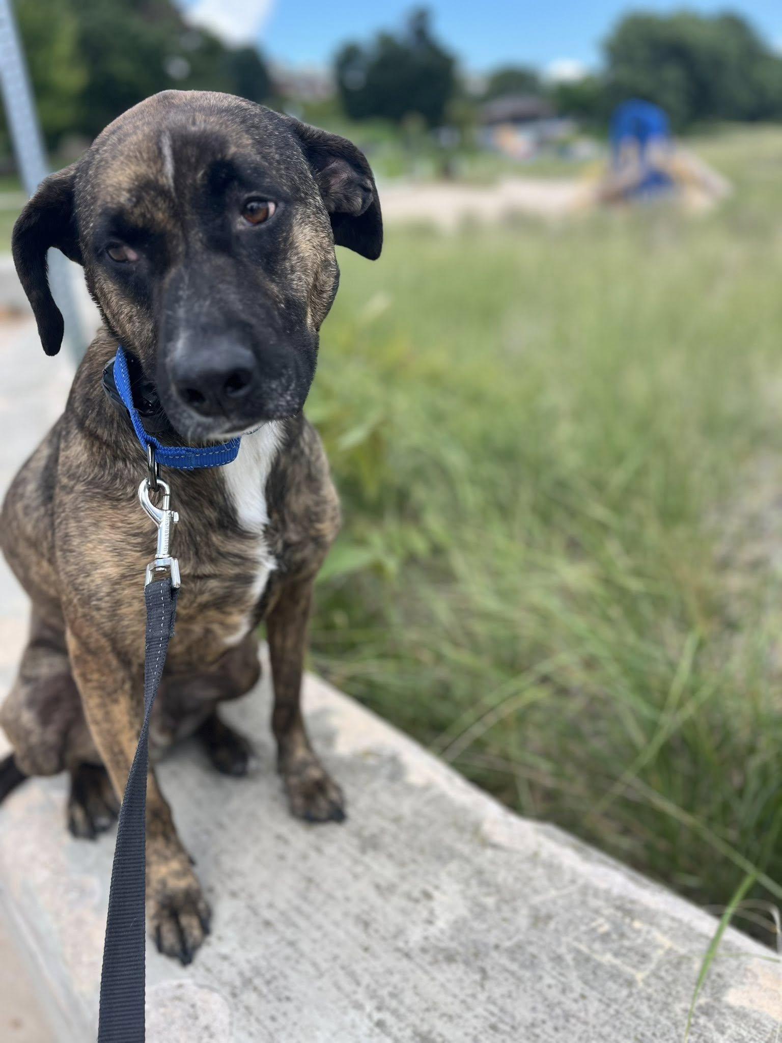 Bama, a Adoptable mixed breed in Sheboygan, WI image 5/6