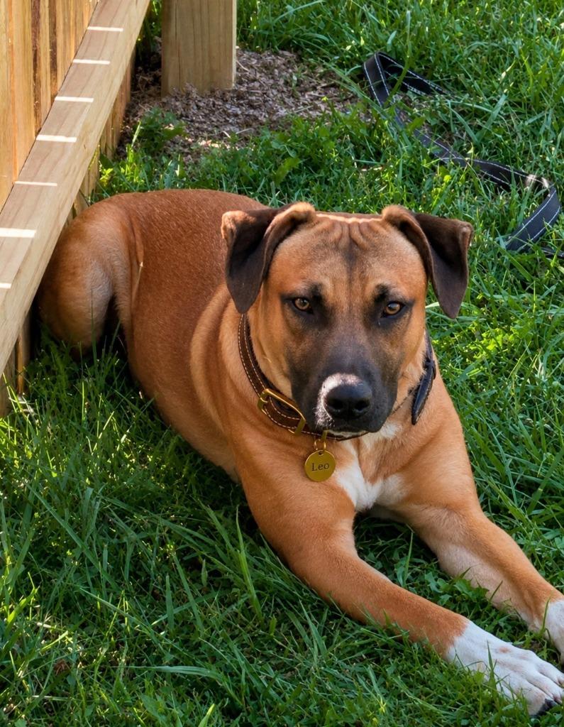 Leo, a Adoptable Black Mouth Cur in Centralia, IL image 2/2
