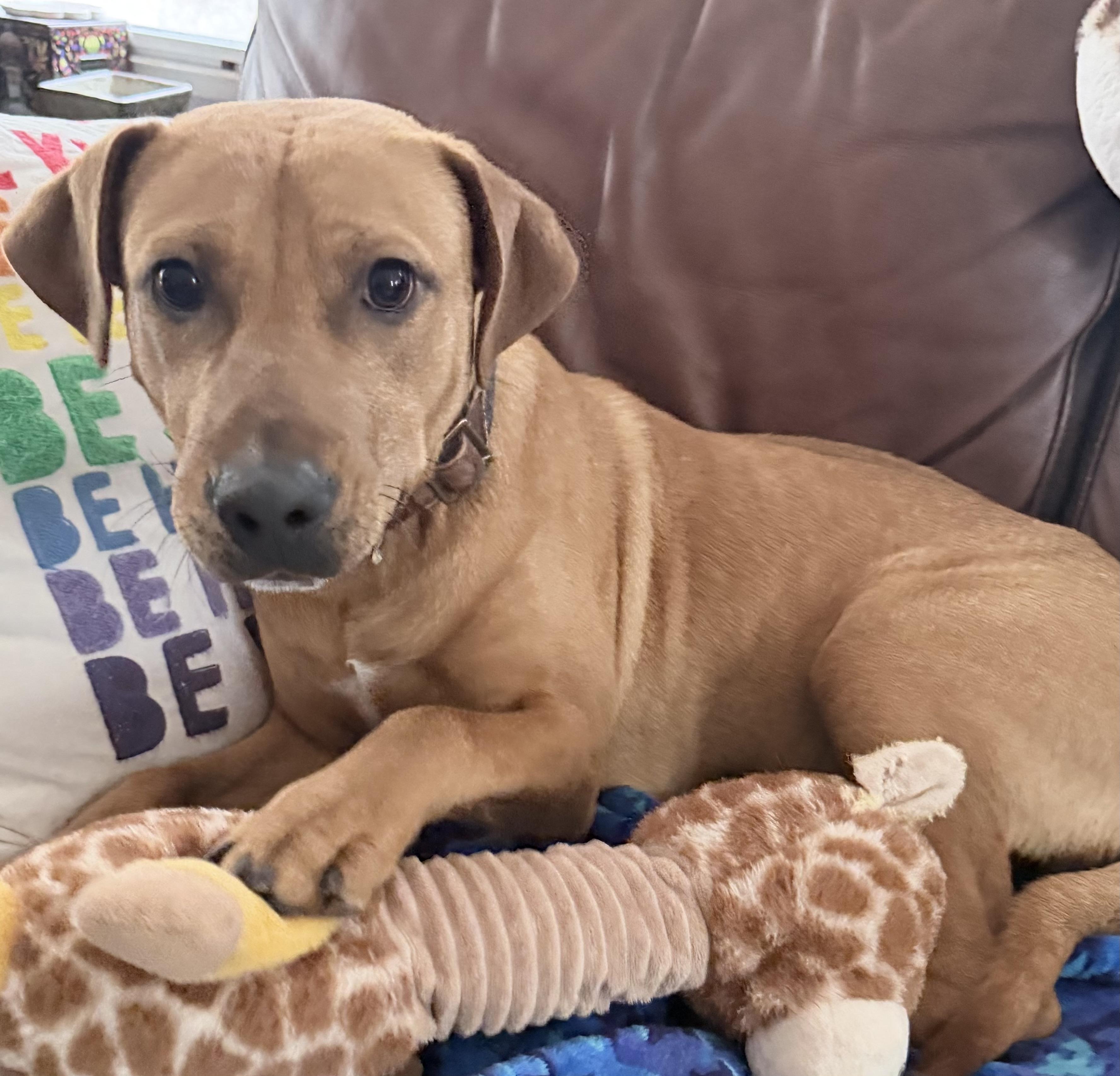 Enlarge Lane - Urgent Foster or Adopter Needed, an adopted mixed breed in Hilton Head , SC image 3/5