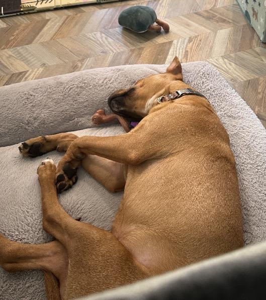 Enlarge Lane - Urgent Foster or Adopter Needed, an adopted mixed breed in Hilton Head , SC image 5/5