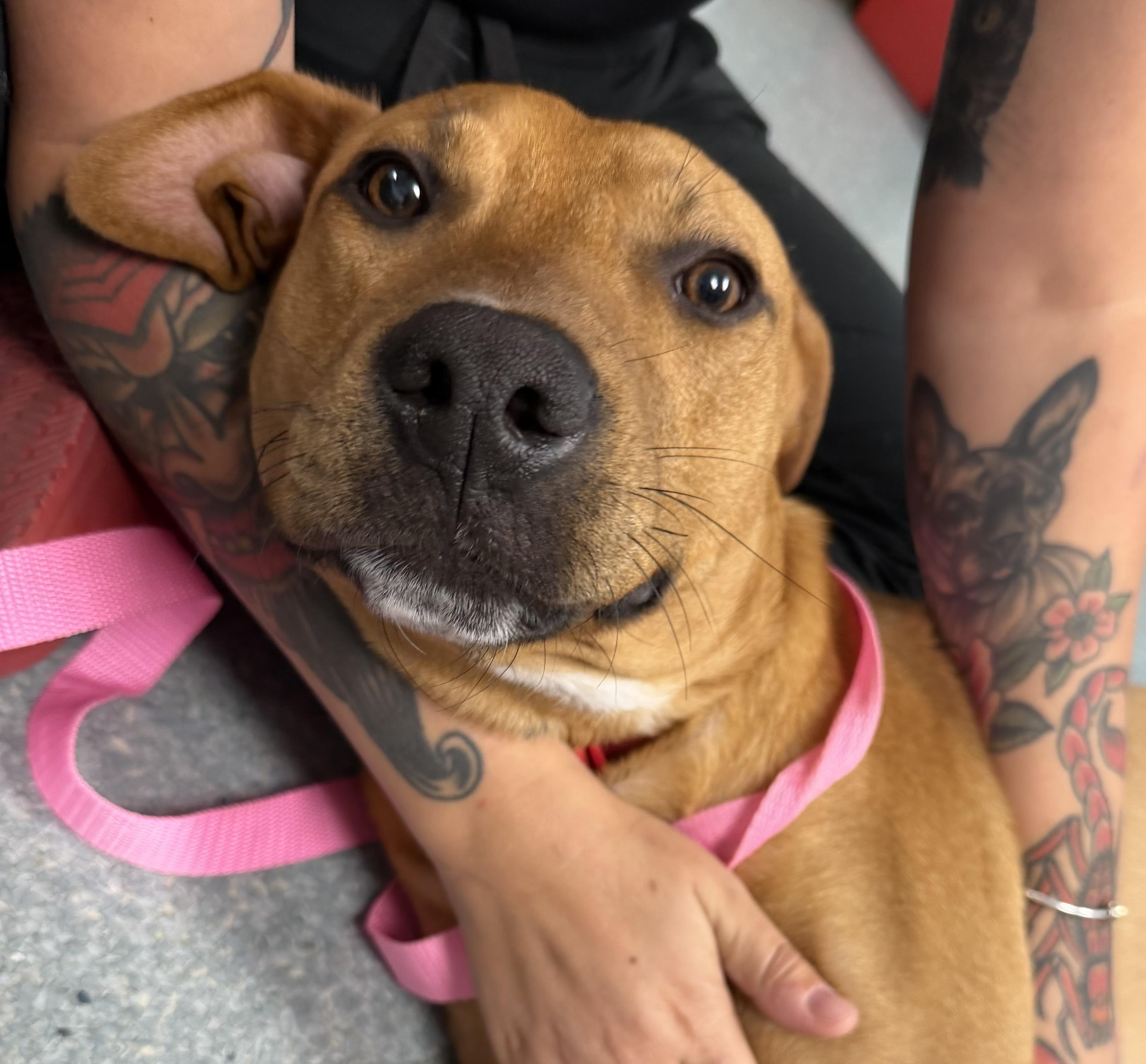 Enlarge Lane - Urgent Foster or Adopter Needed, an adopted mixed breed in Hilton Head , SC image 2/5