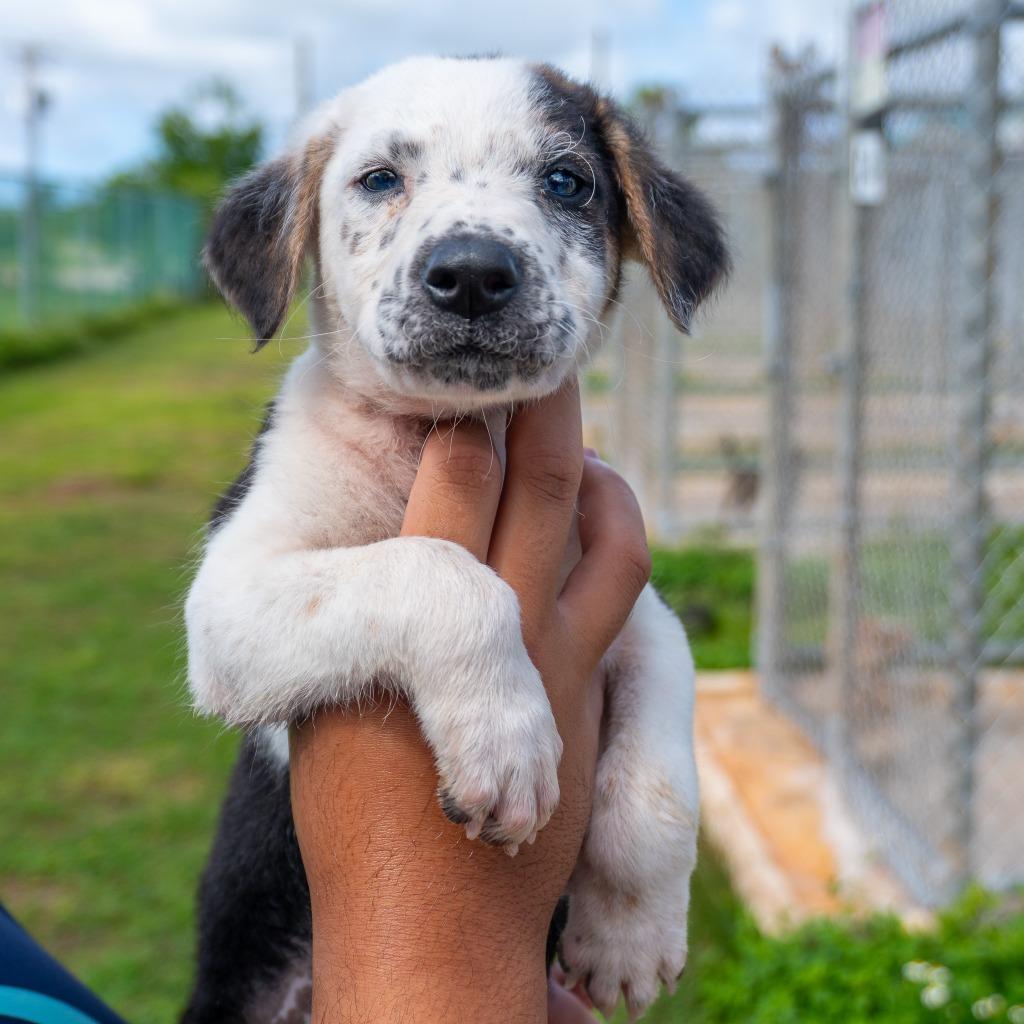 Enlarge Oscar Lobster, a Adoptable mixed breed in Mangilao, GU image 1/2