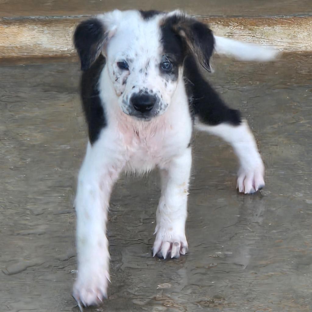 Enlarge Oscar Lobster, a Adoptable mixed breed in Mangilao, GU image 2/2