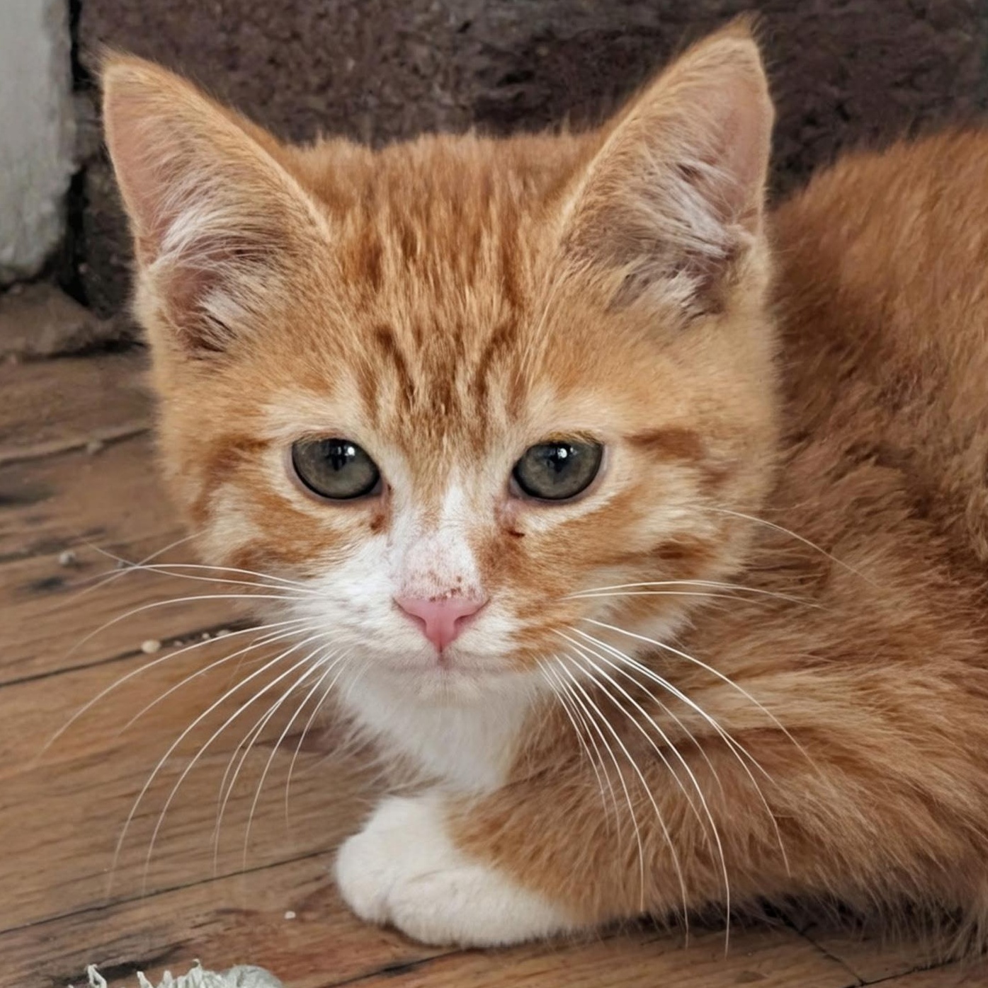 Walnut, a Adoptable Domestic Short Hair in Hyattsville, MD image 1/6