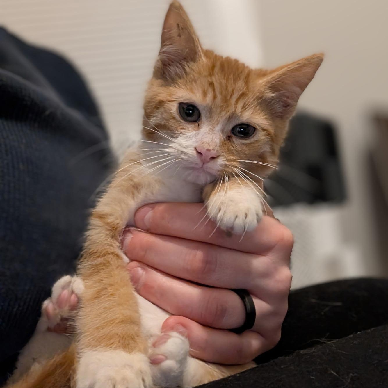 Walnut, a Adoptable Domestic Short Hair in Hyattsville, MD image 4/6