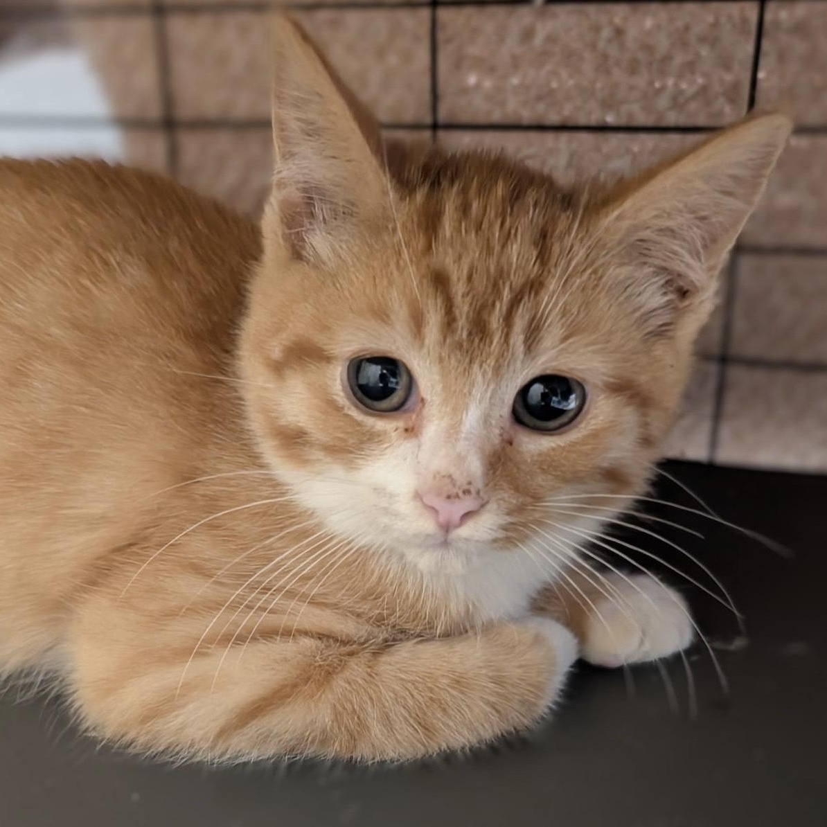 Walnut, a Adoptable Domestic Short Hair in Hyattsville, MD image 5/6