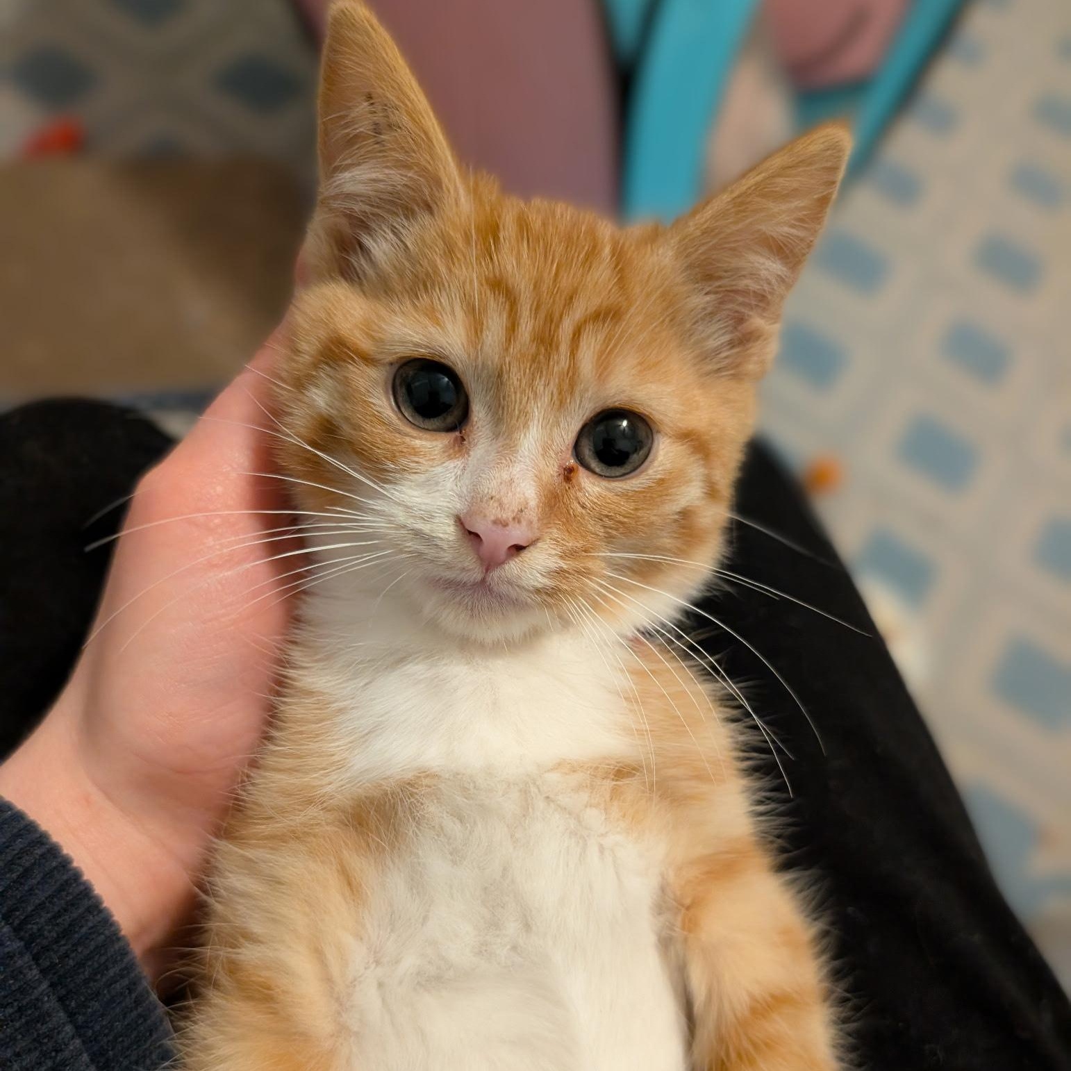 Walnut, a Adoptable Domestic Short Hair in Hyattsville, MD image 6/6