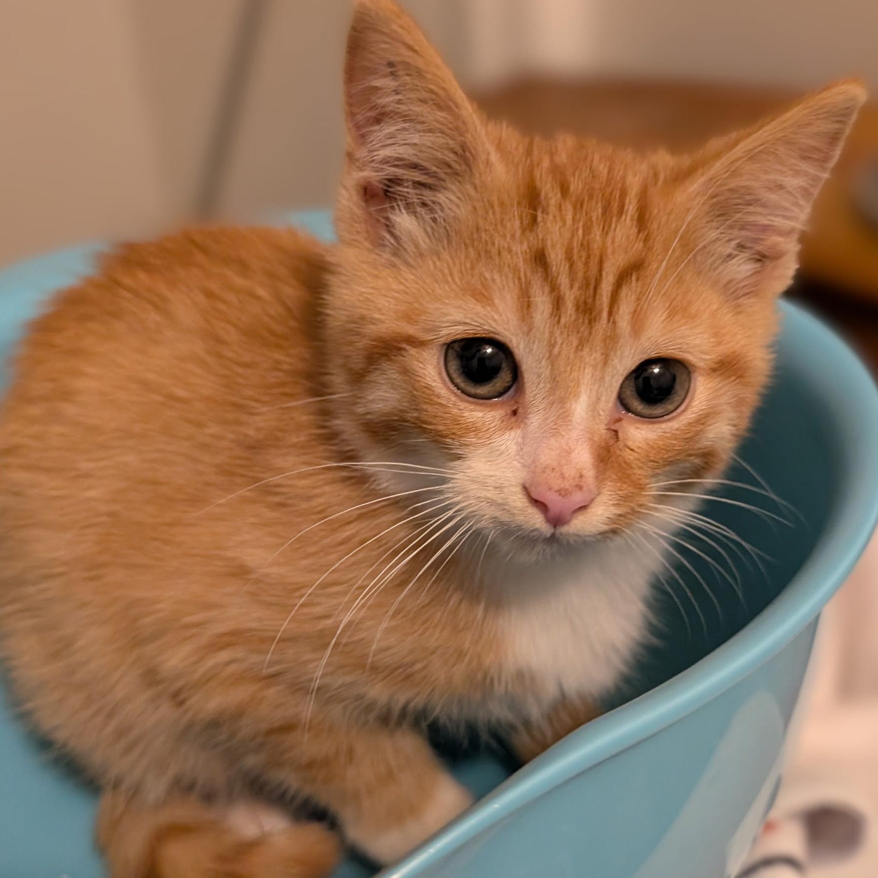 Walnut, a Adoptable Domestic Short Hair in Hyattsville, MD image 3/6