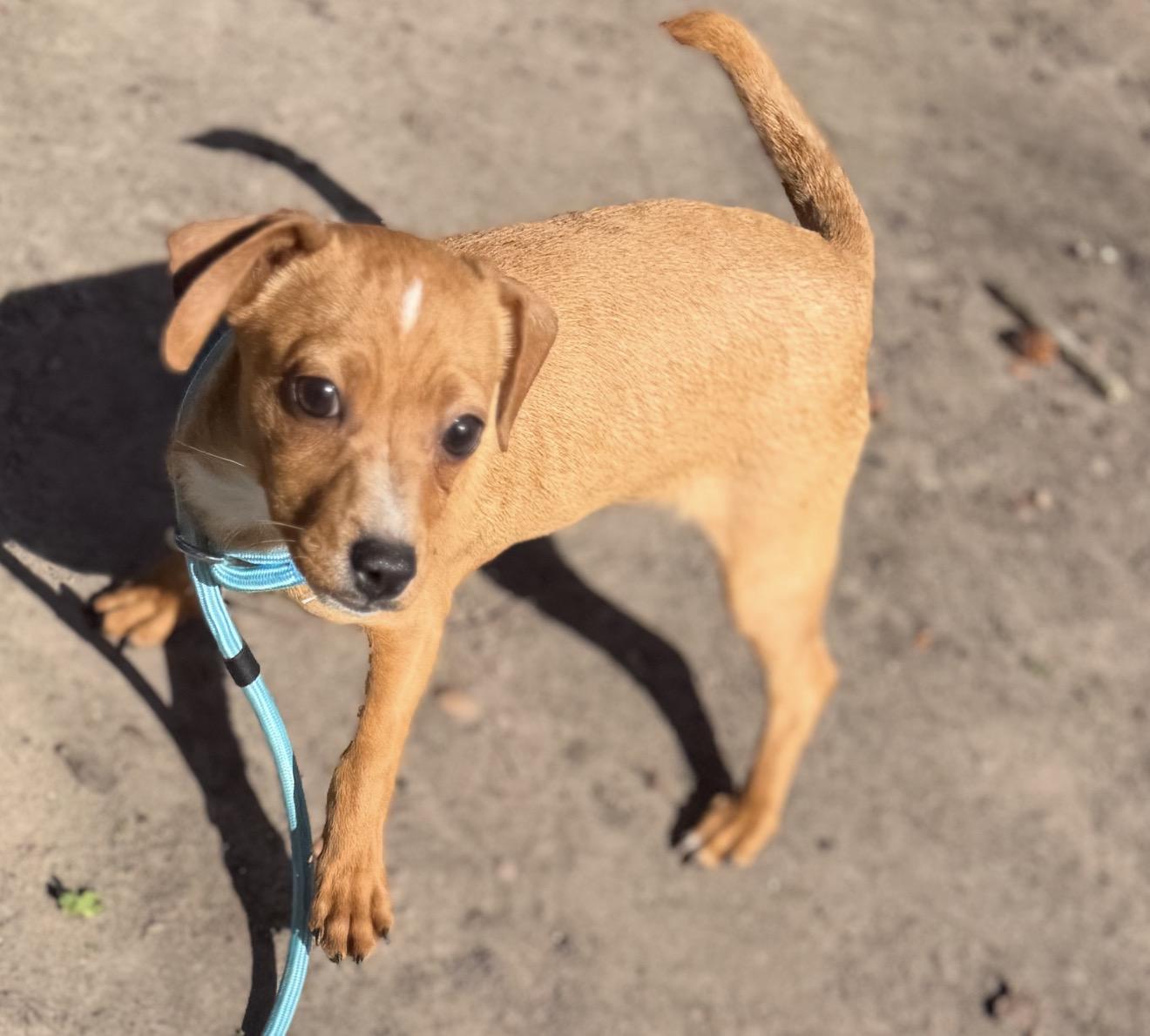 Mikey, a ADOPTABLE mixed breed in Westerly, RI image 5/5