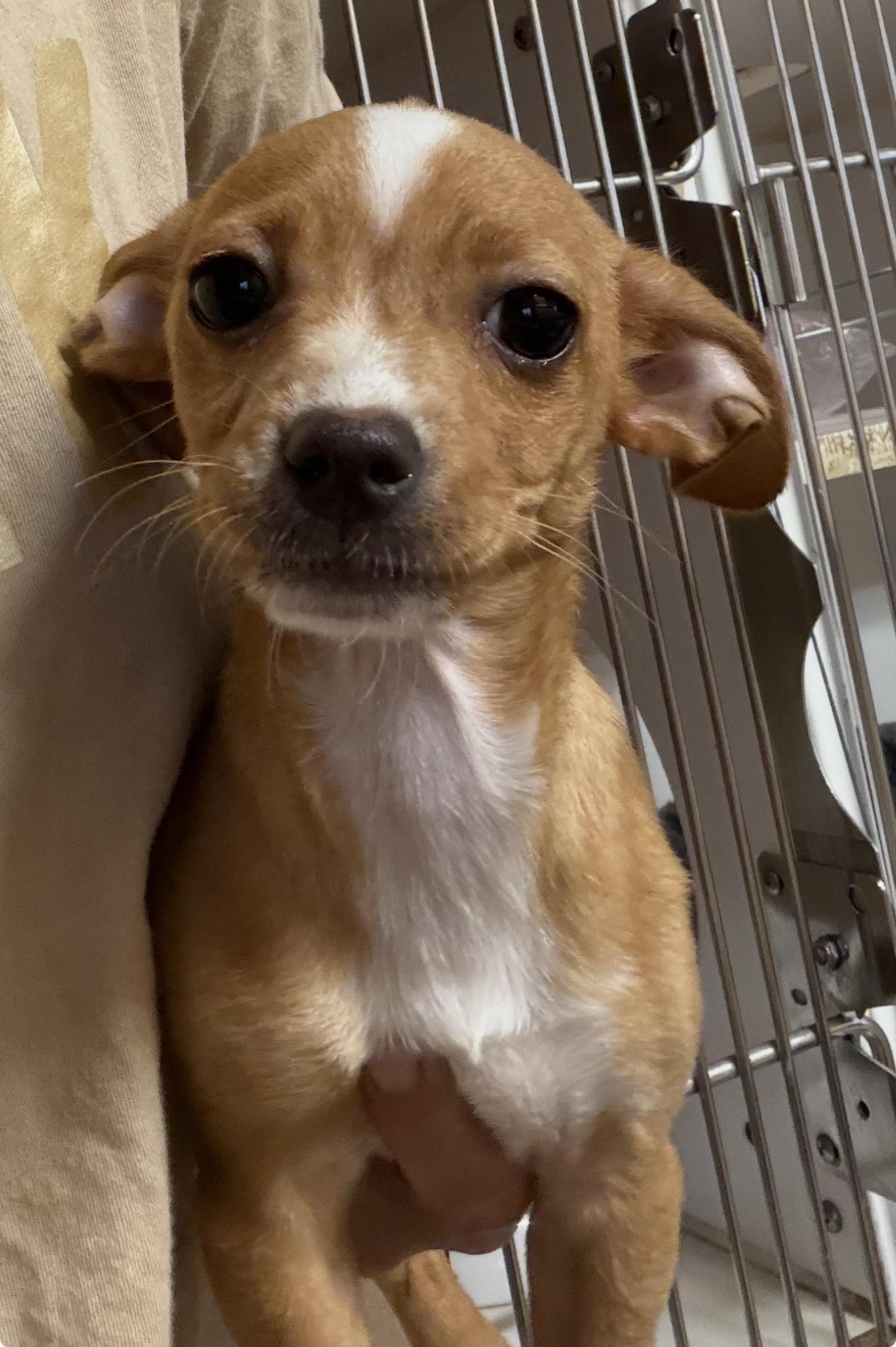 Mikey, ADOPTABLE, Young Male Chihuahua.
