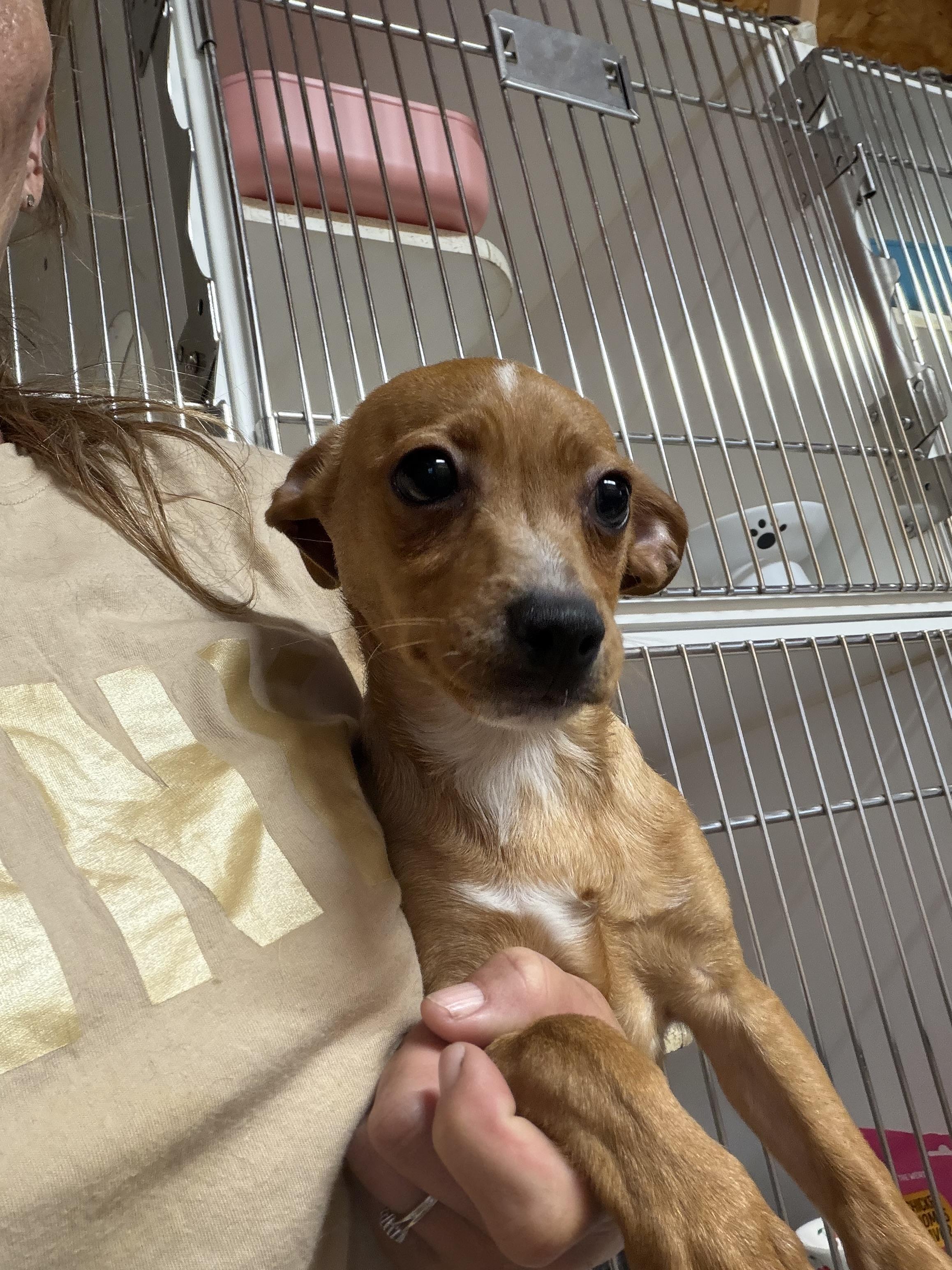 Mikey, a ADOPTABLE mixed breed in Westerly, RI image 2/5