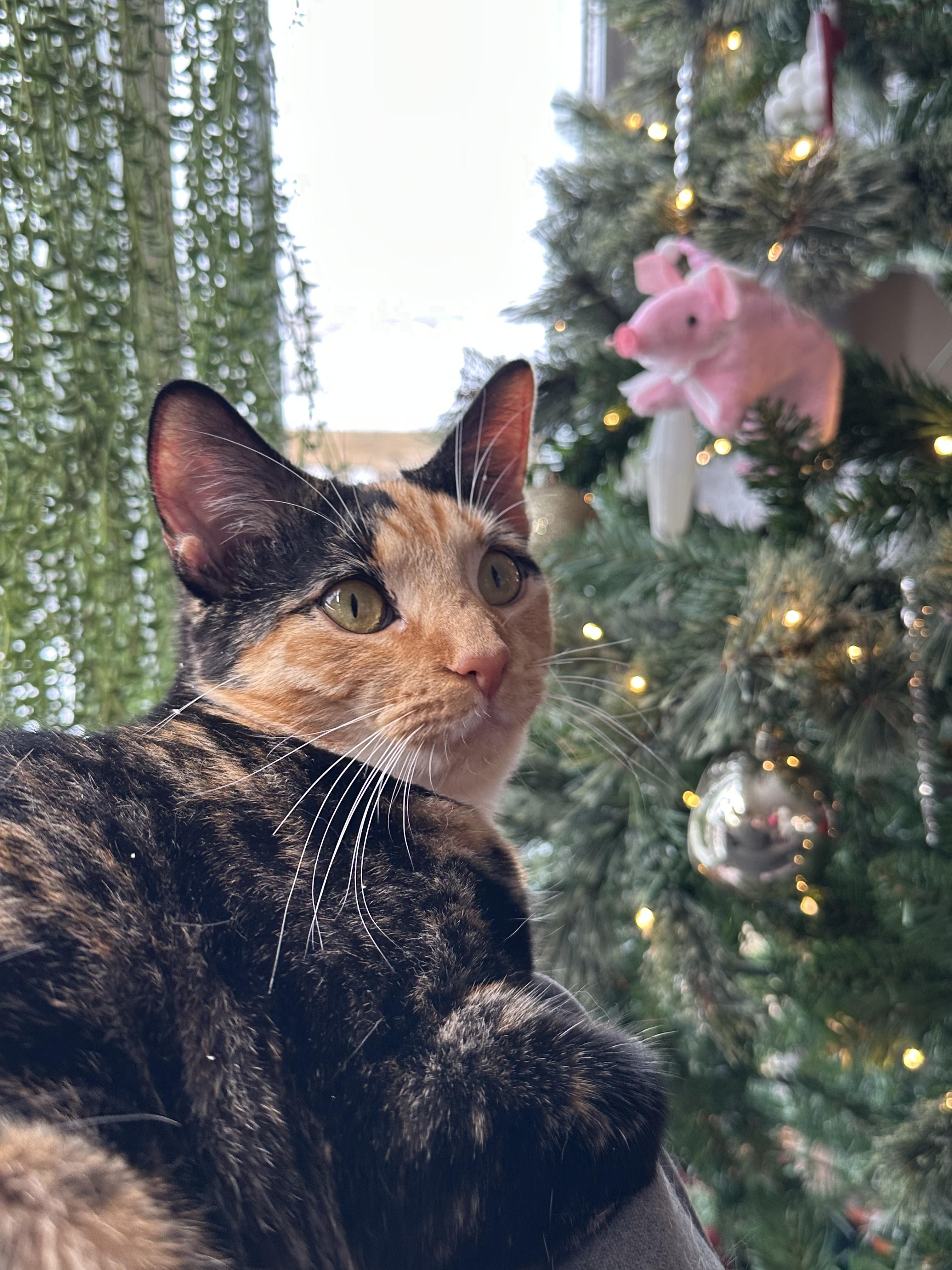 Enlarge Debris, a Adoptable mixed breed in Blacksburg, VA image 1/6