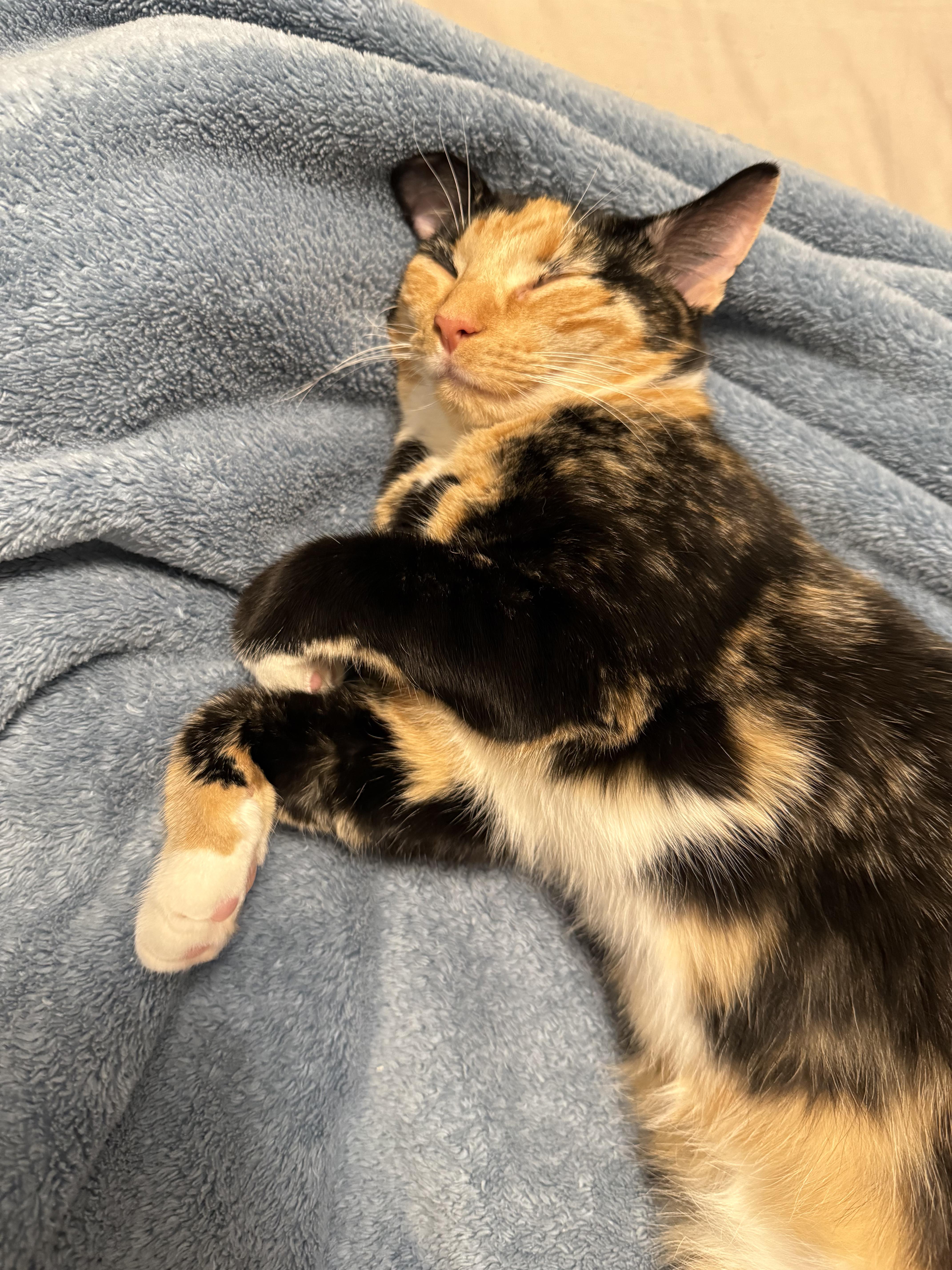 Enlarge Debris, a Adoptable mixed breed in Blacksburg, VA image 4/6