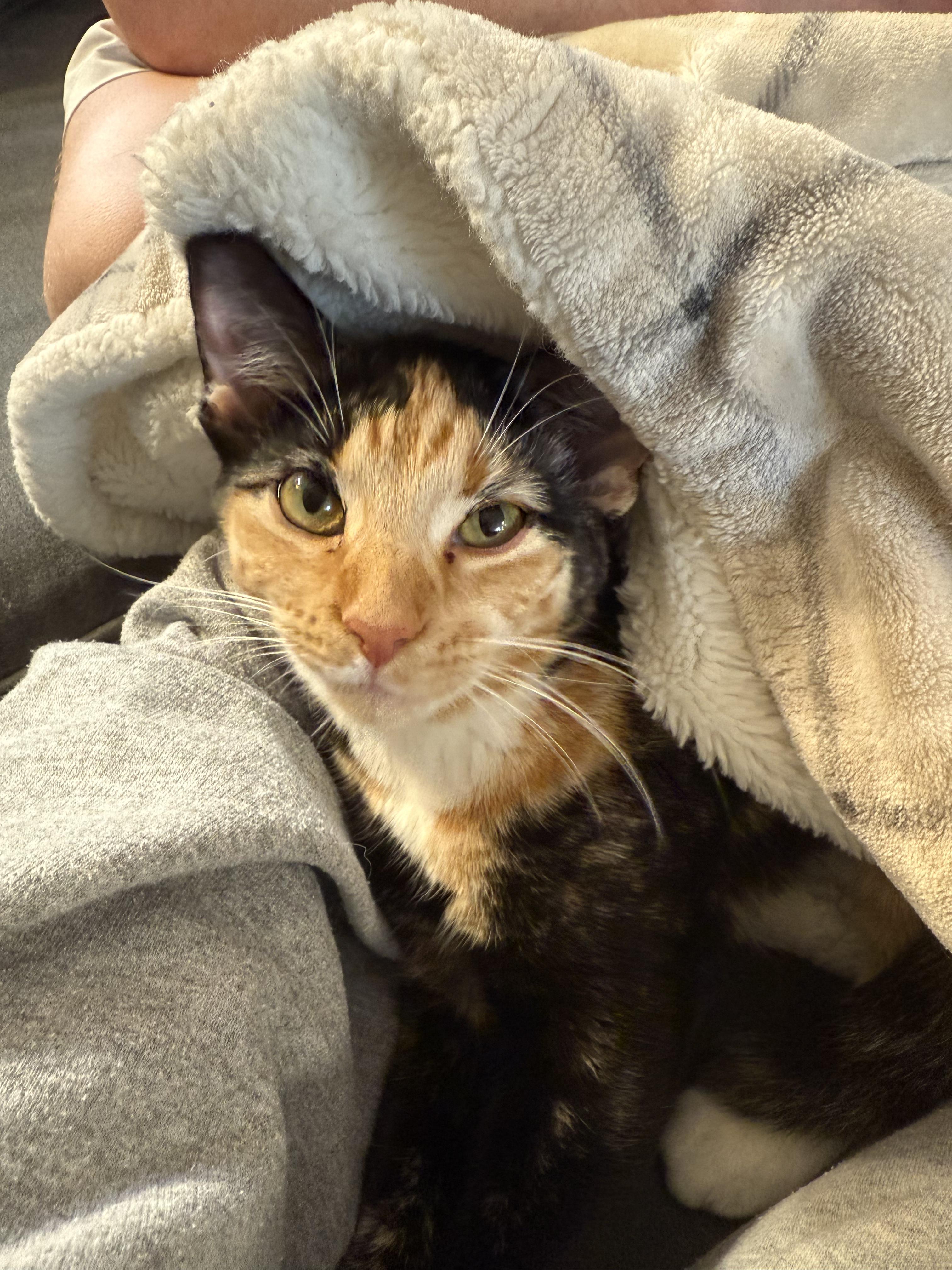 Enlarge Debris, a Adoptable mixed breed in Blacksburg, VA image 5/6