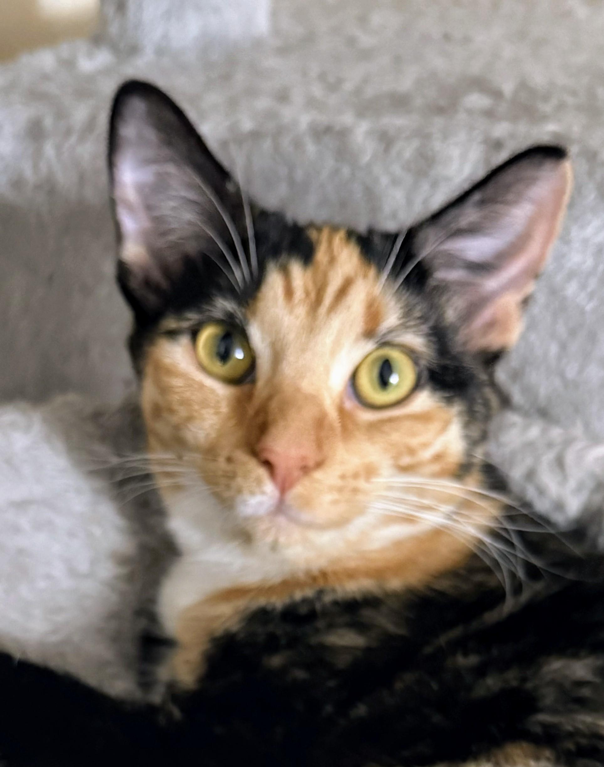 Debris, Adoptable, Kitten Female Domestic Short Hair.