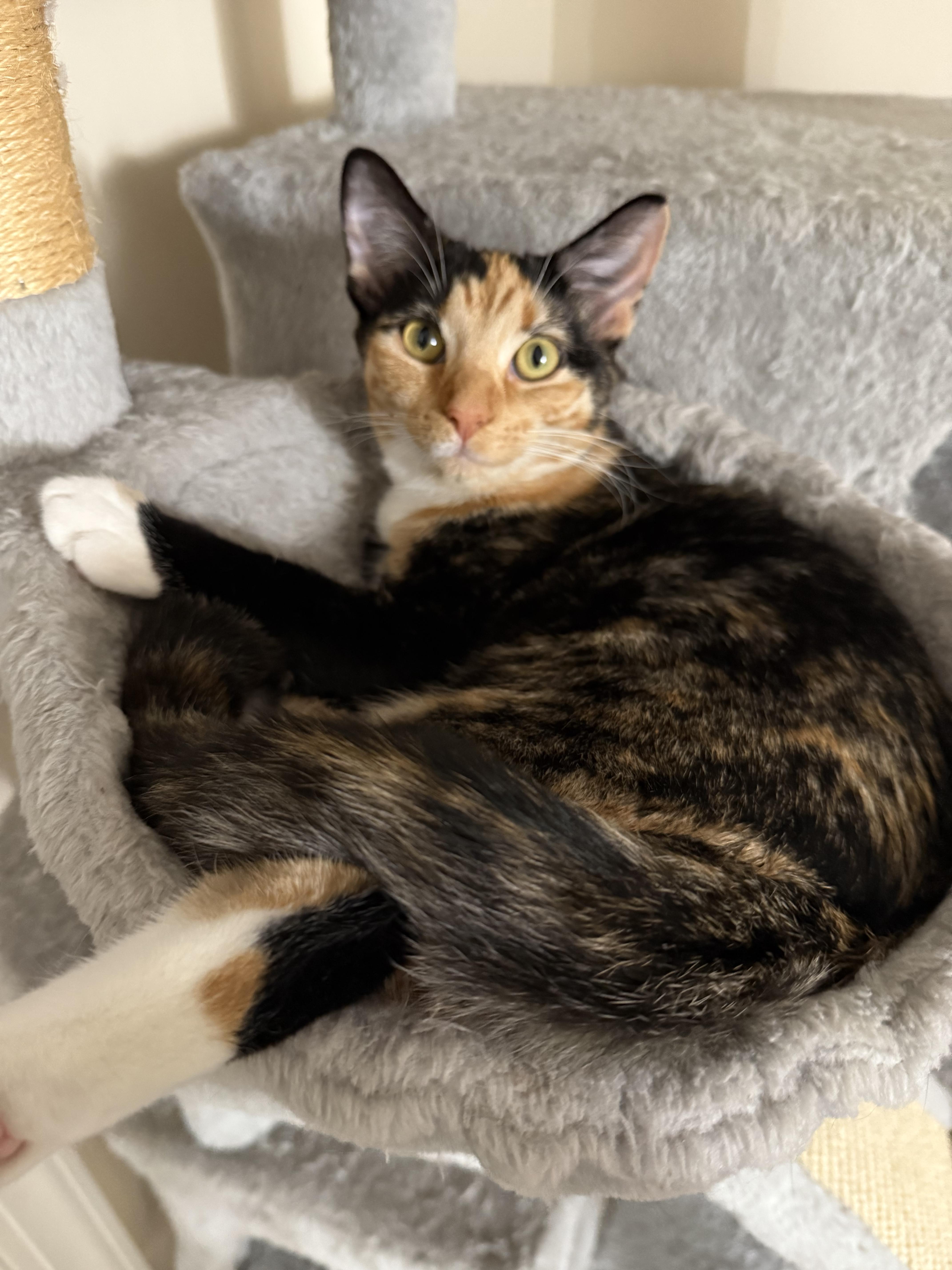 Enlarge Debris, a Adoptable mixed breed in Blacksburg, VA image 3/6