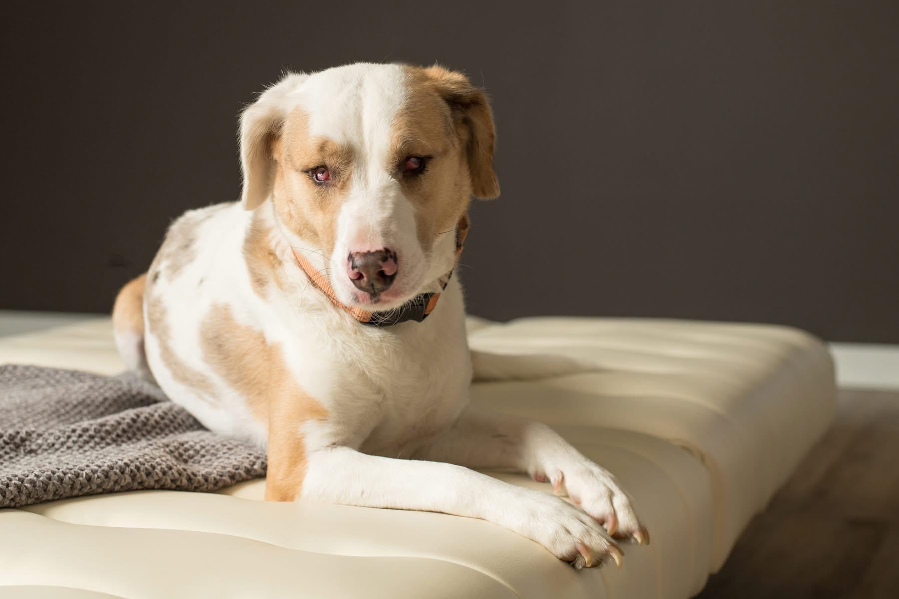 Elphie, a Adoptable mixed breed in Grove City, OH image 1/5