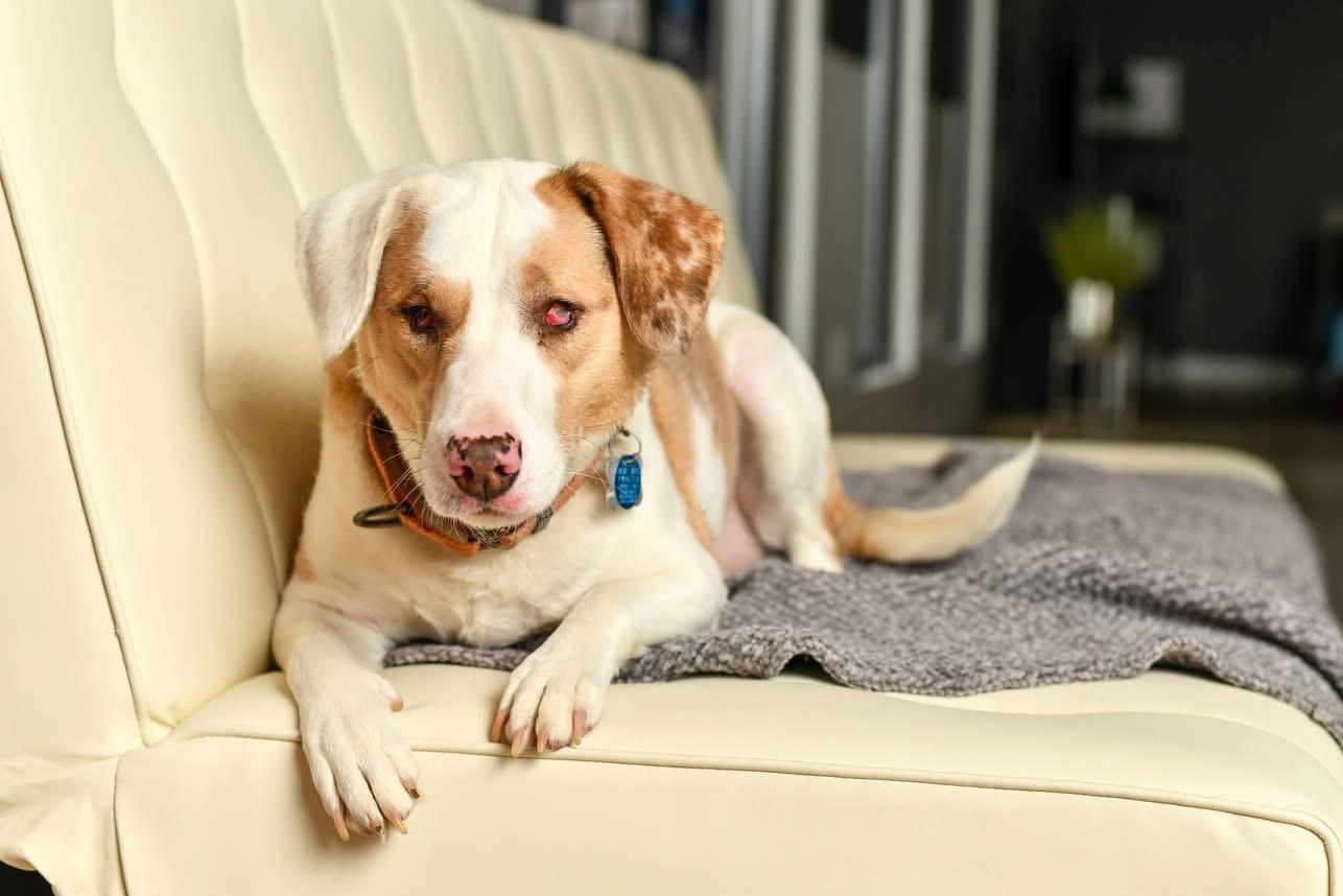 Elphie, a Adoptable mixed breed in Grove City, OH image 2/5