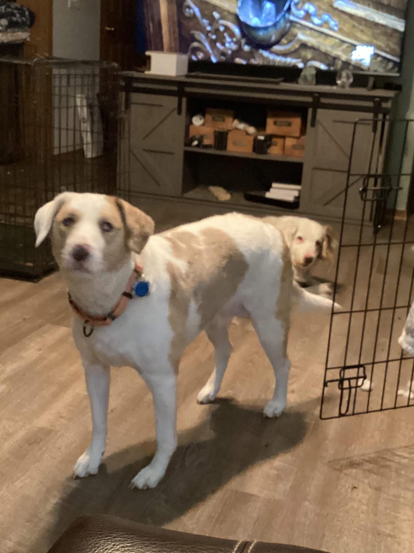 Elphie, a Adoptable mixed breed in Grove City, OH image 3/5