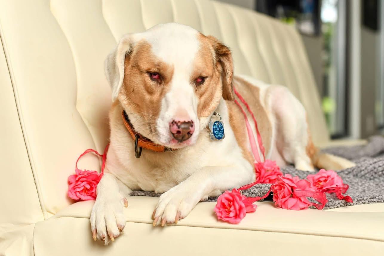 Elphie, Adoptable, Adult Female Australian Shepherd.